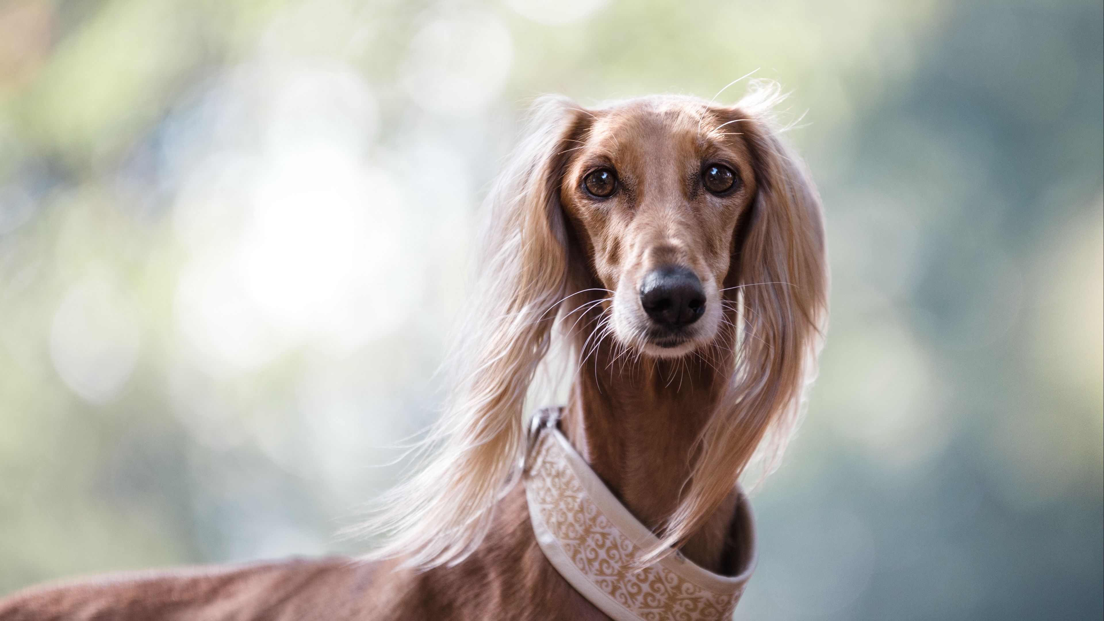 saluki, persian greyhound, dog, 4k, HD Wallpaper