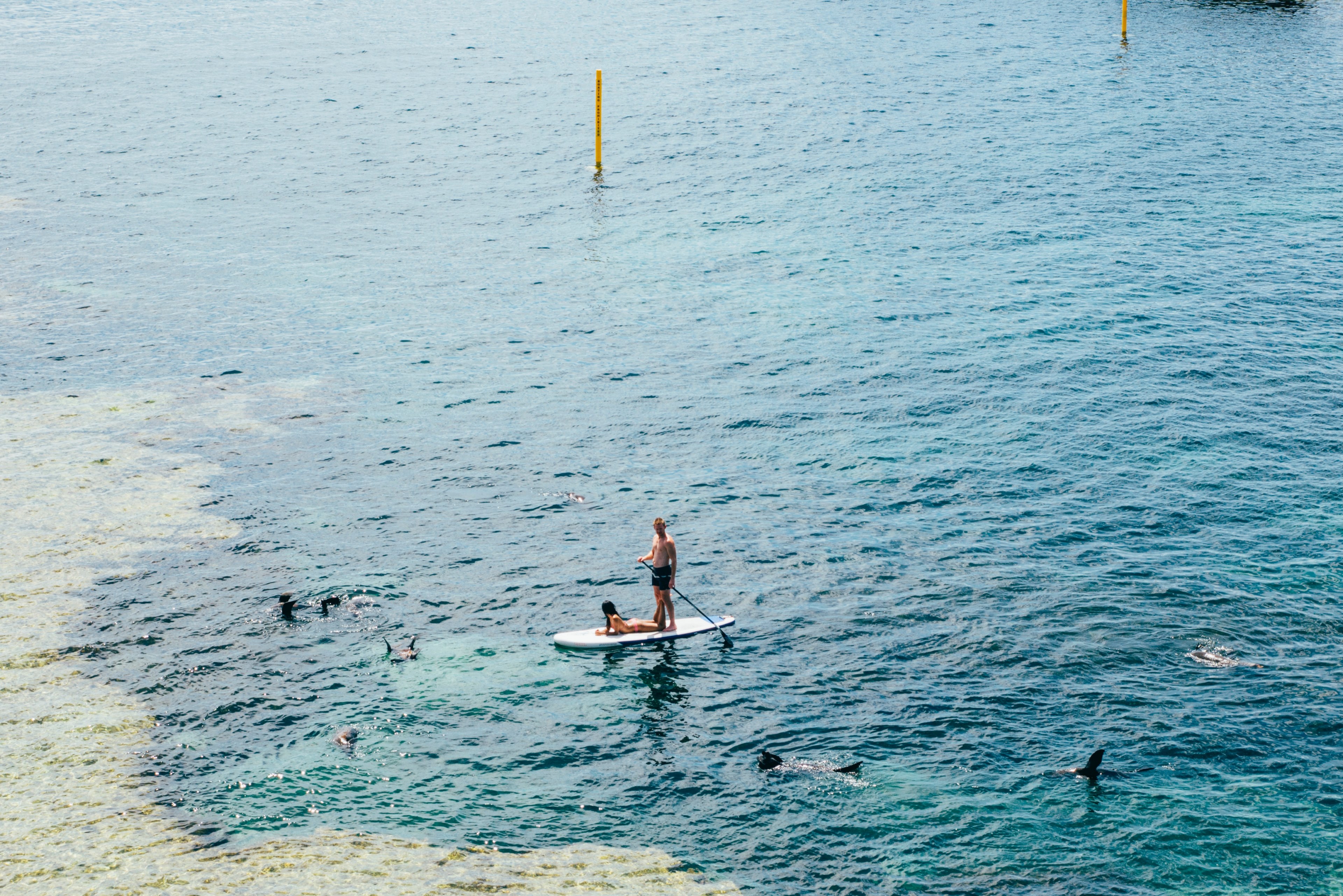 paddle board couple dolphin and board 4k, HD Wallpaper