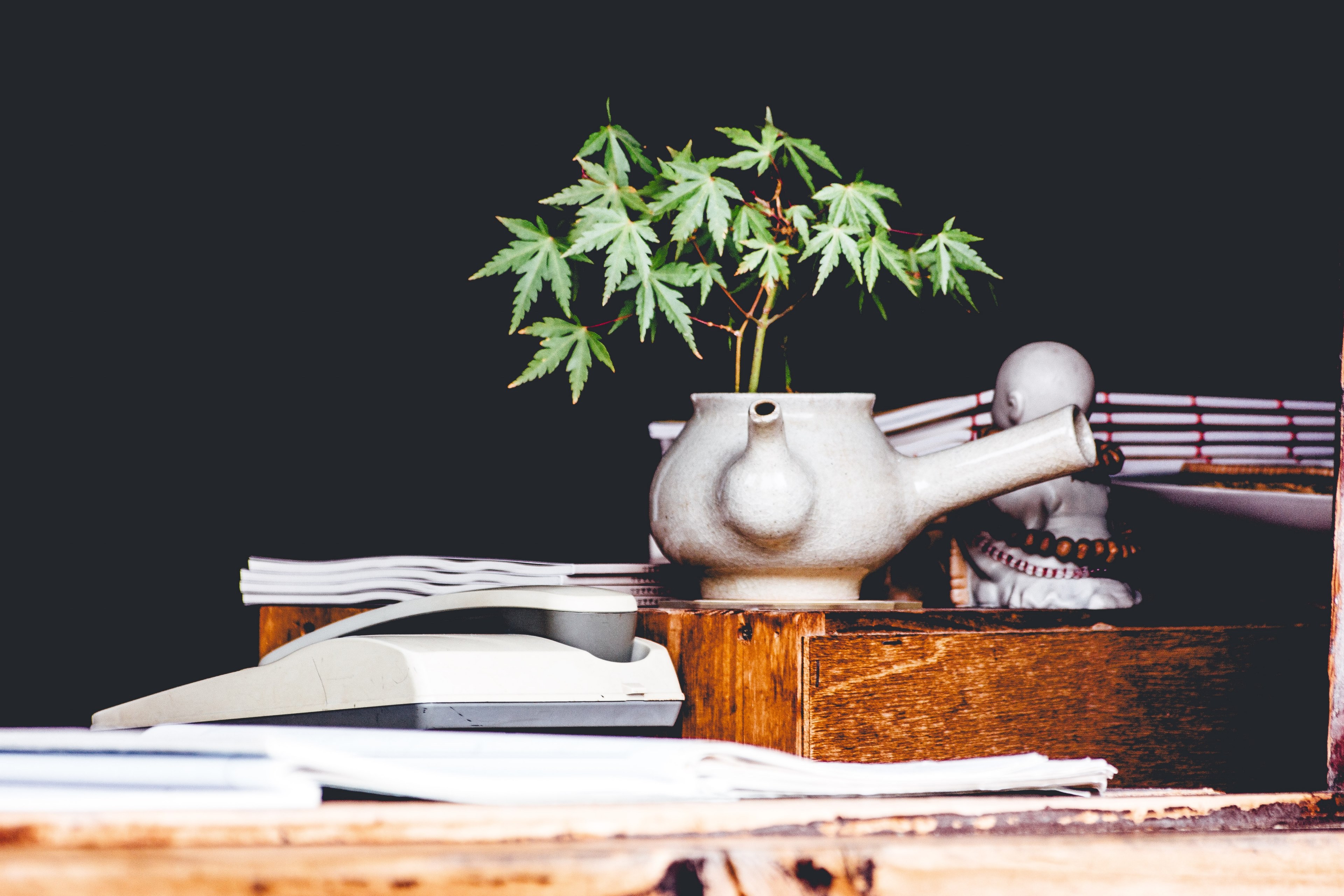 a green plant in an eerie white flowerpot next to a statue of buddha, green plant and buddha 4k, HD Wallpaper