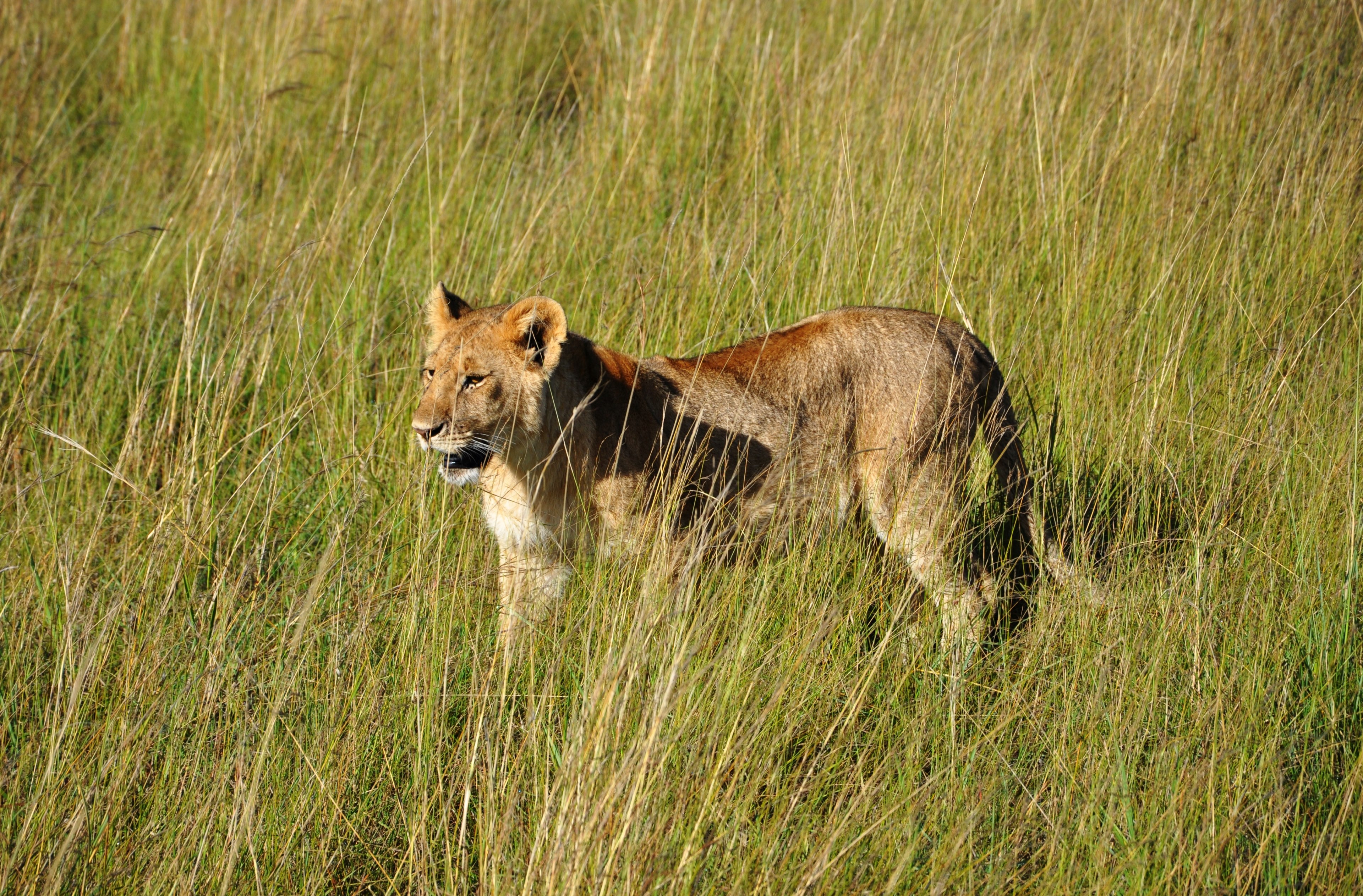 prince of the jungle 4k, HD Wallpaper
