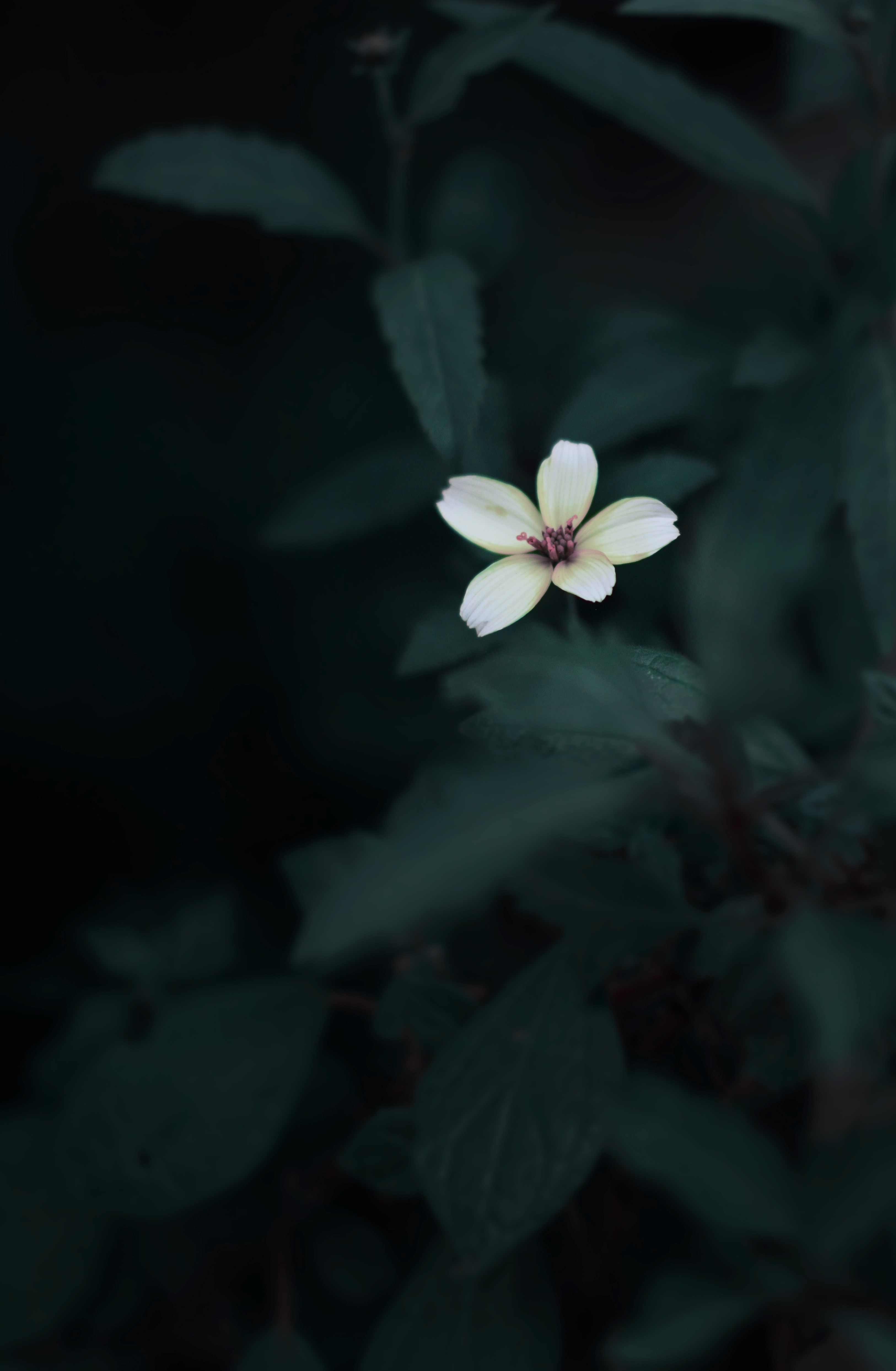 details of the jungle 4k, Phone HD Wallpaper