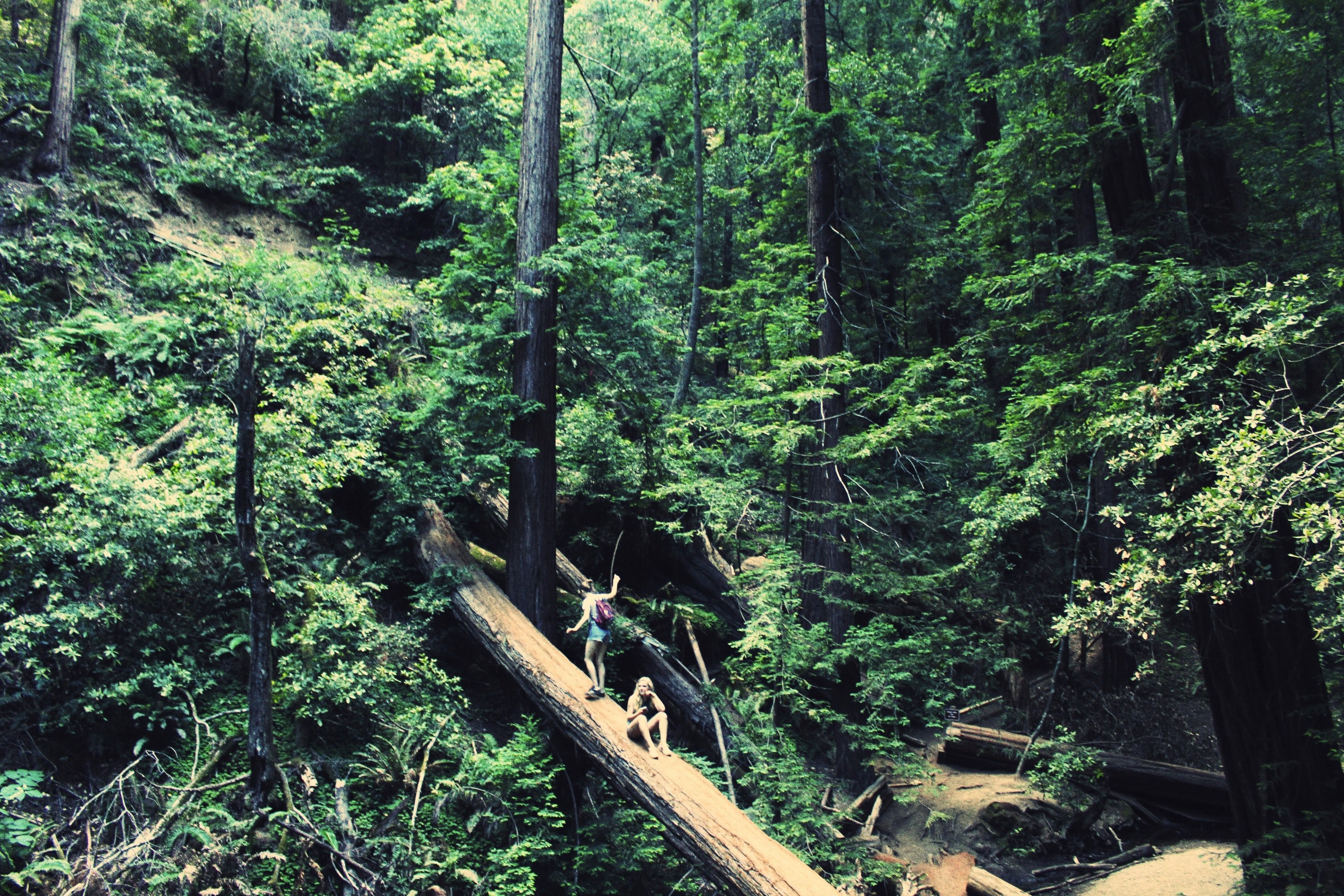people hiking across a fallen log surrounded by green trees in muir woods, dont look down 4k, HD Wallpaper