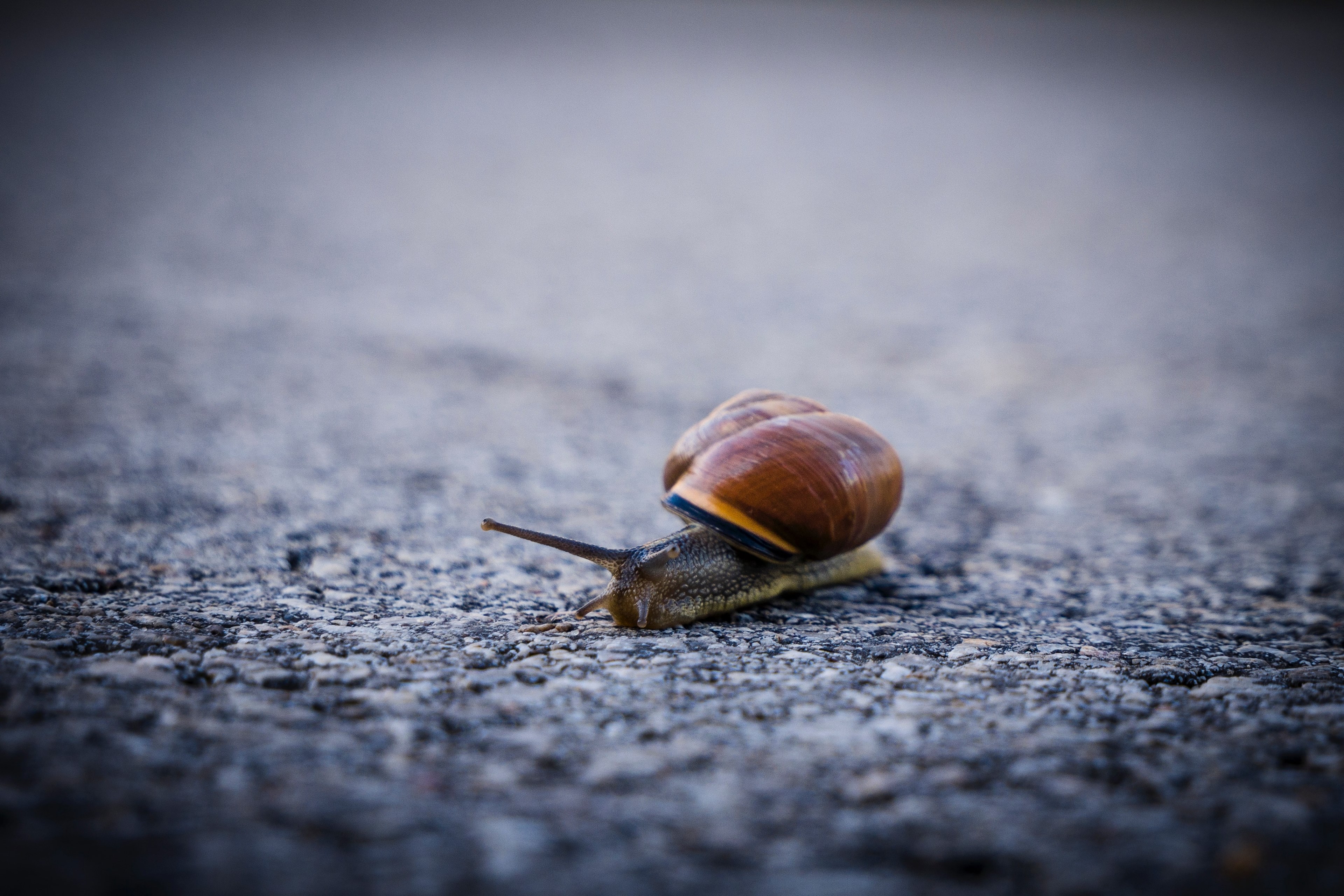 snail 4k, HD Wallpaper