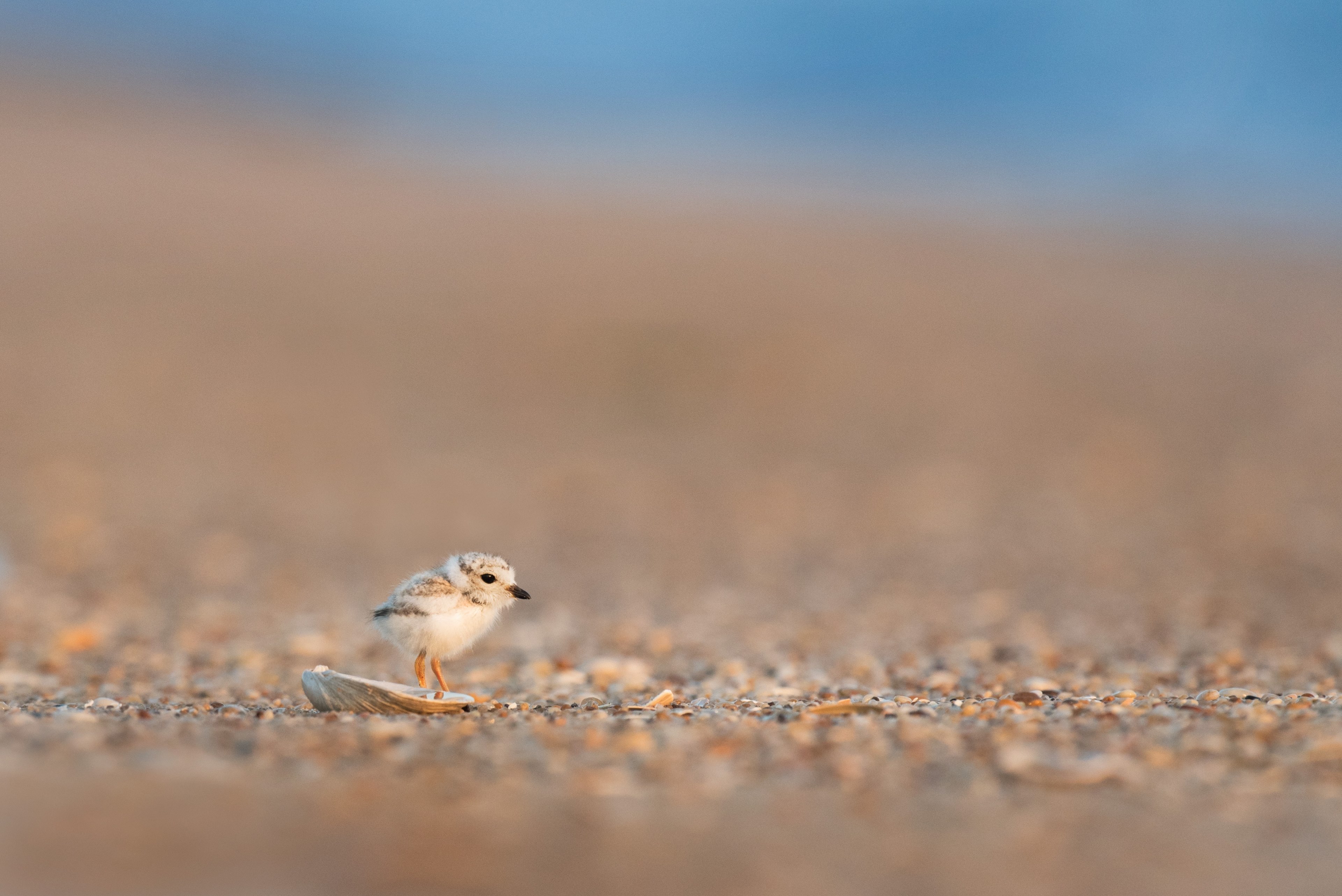 plover chick and a shell 4k, HD Wallpaper