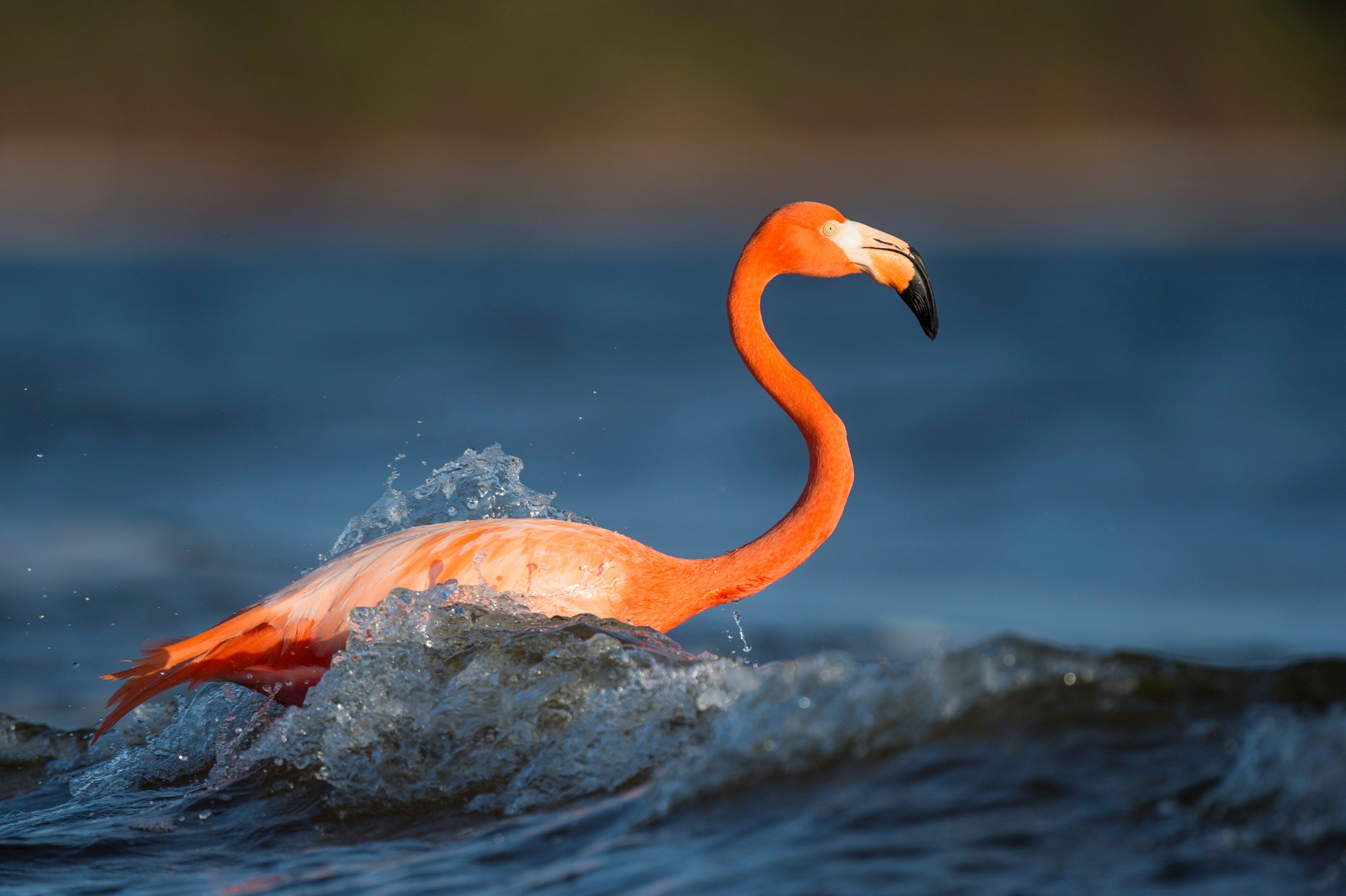 pink flamingo swims alone in the ocean waves, natures bird bath 4k, HD Wallpaper