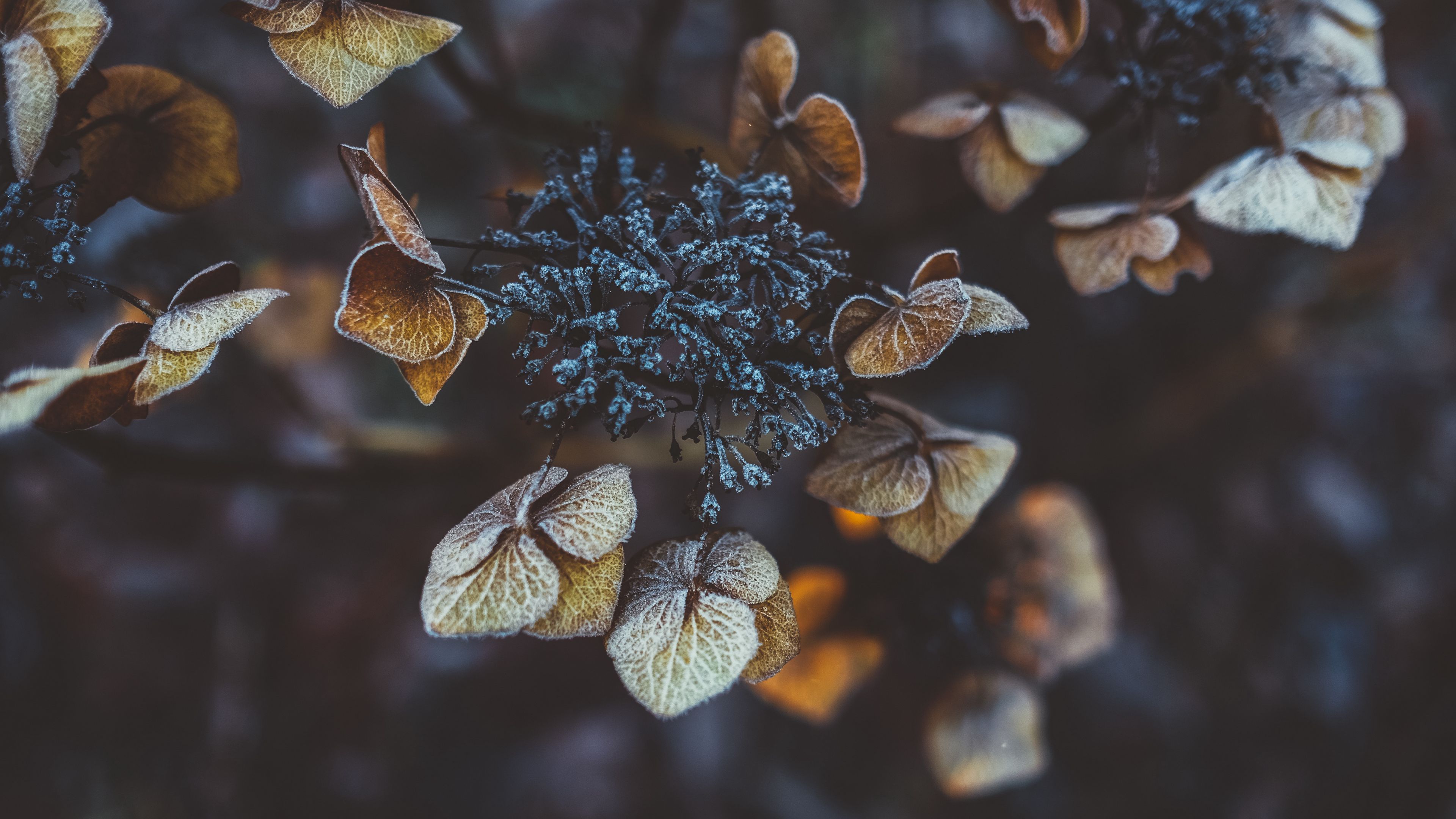 plant, leaves, dry, frost, 4k, HD Wallpaper