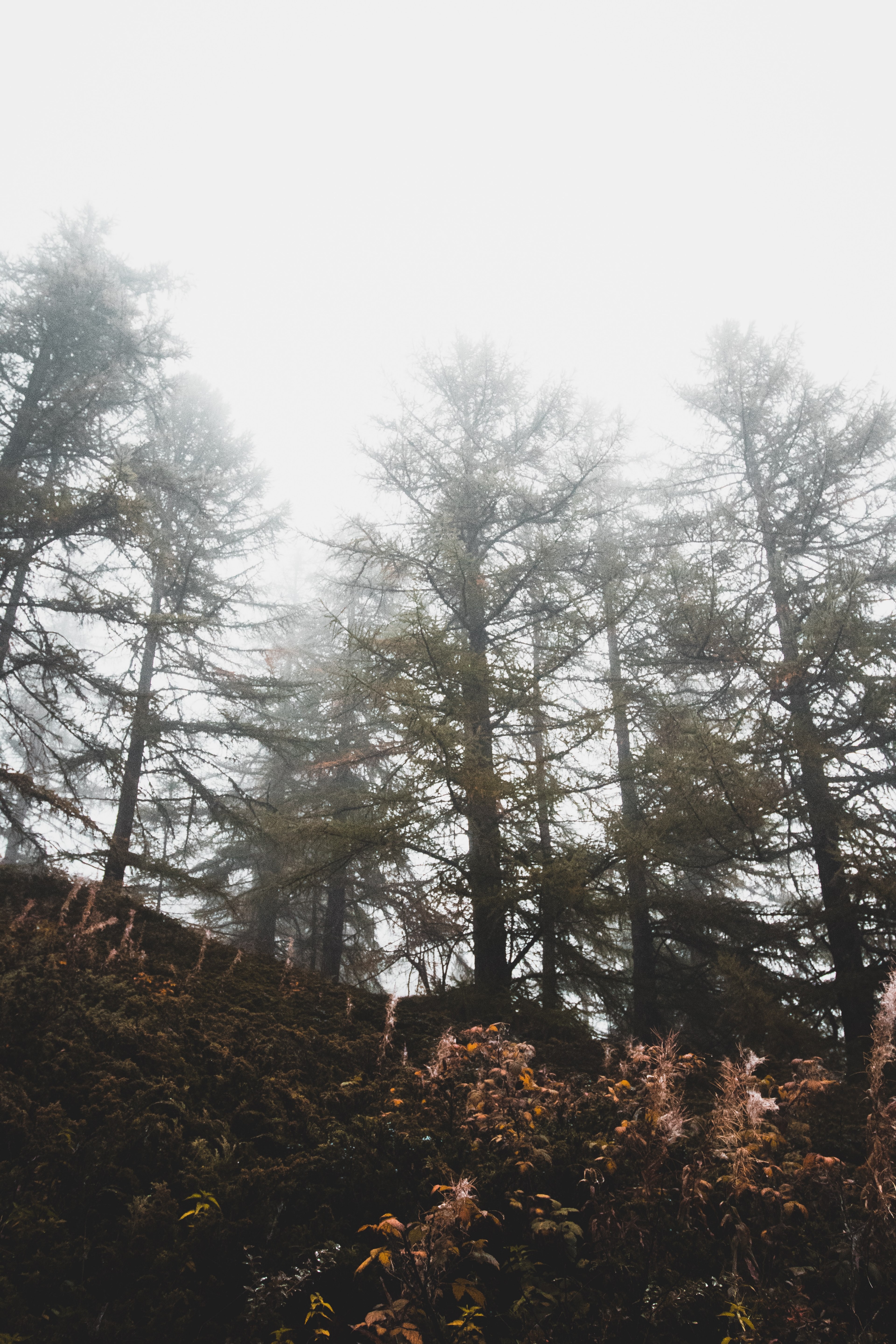 tree forest woodland and mist hd, 4k, Phone HD Wallpaper