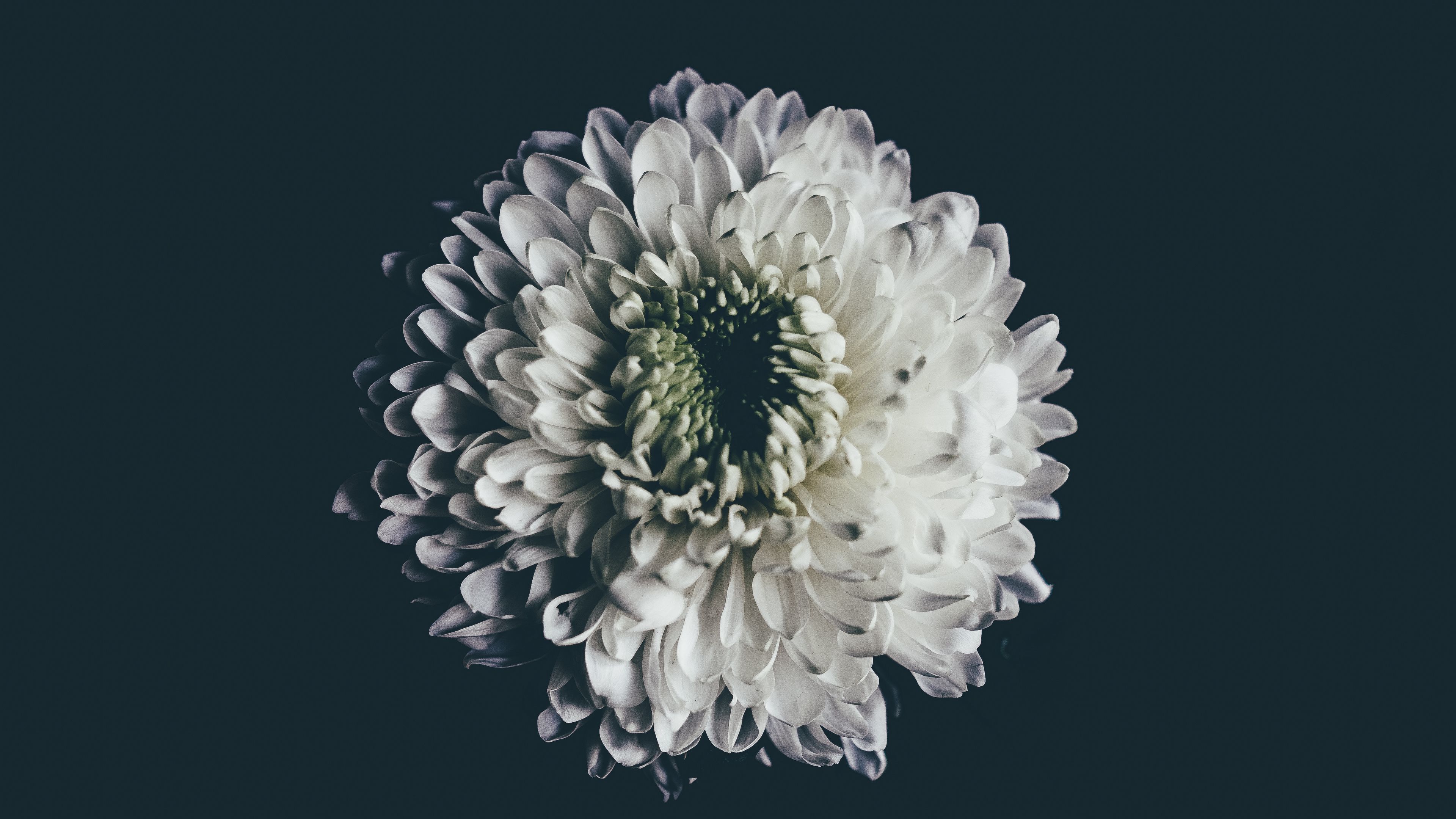 aster, white, flower, bud, 4k, HD Wallpaper