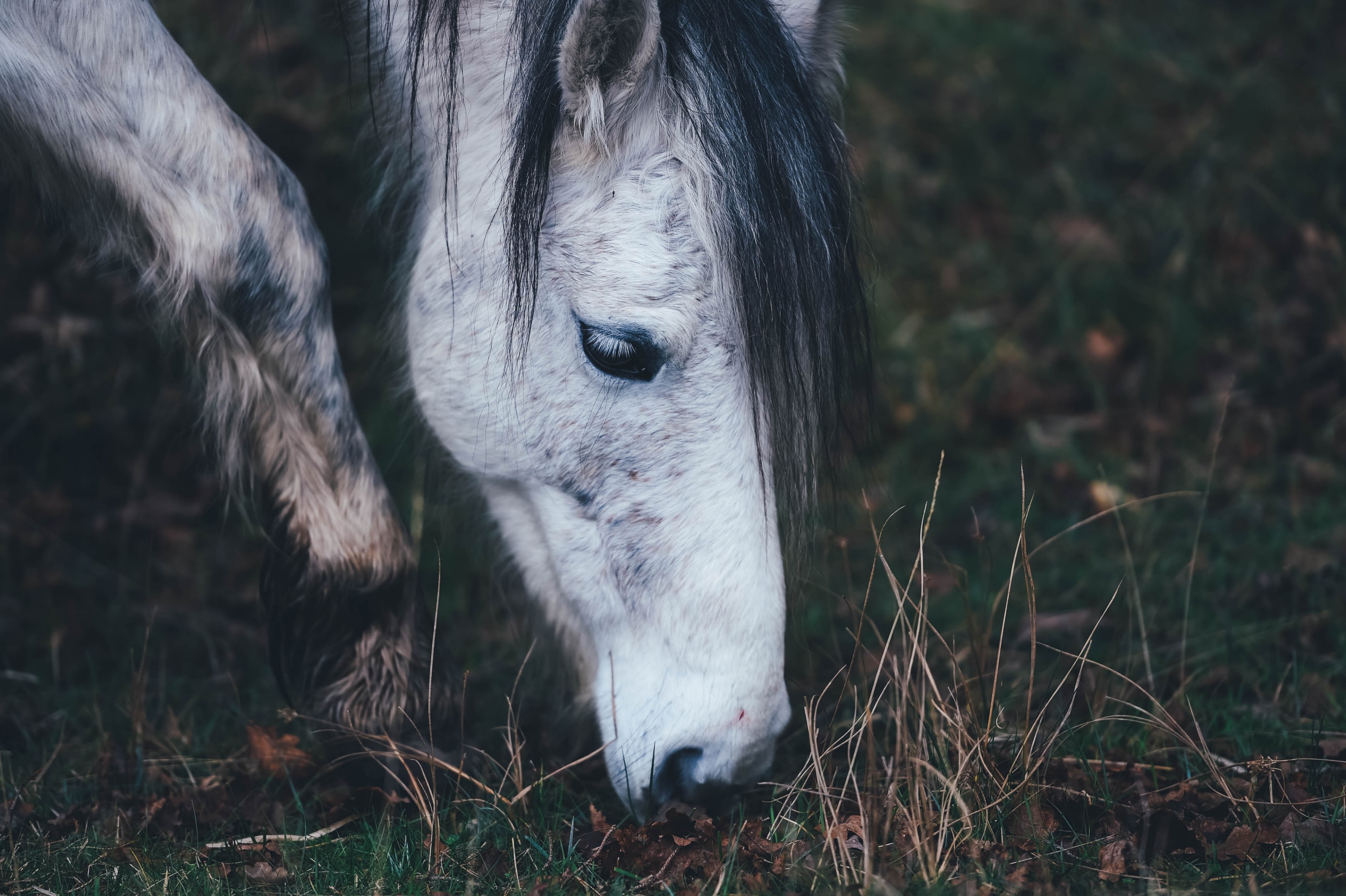 a close up of the head of a gray horse grazing in the field, grey horse grazing in close up 4k, HD Wallpaper