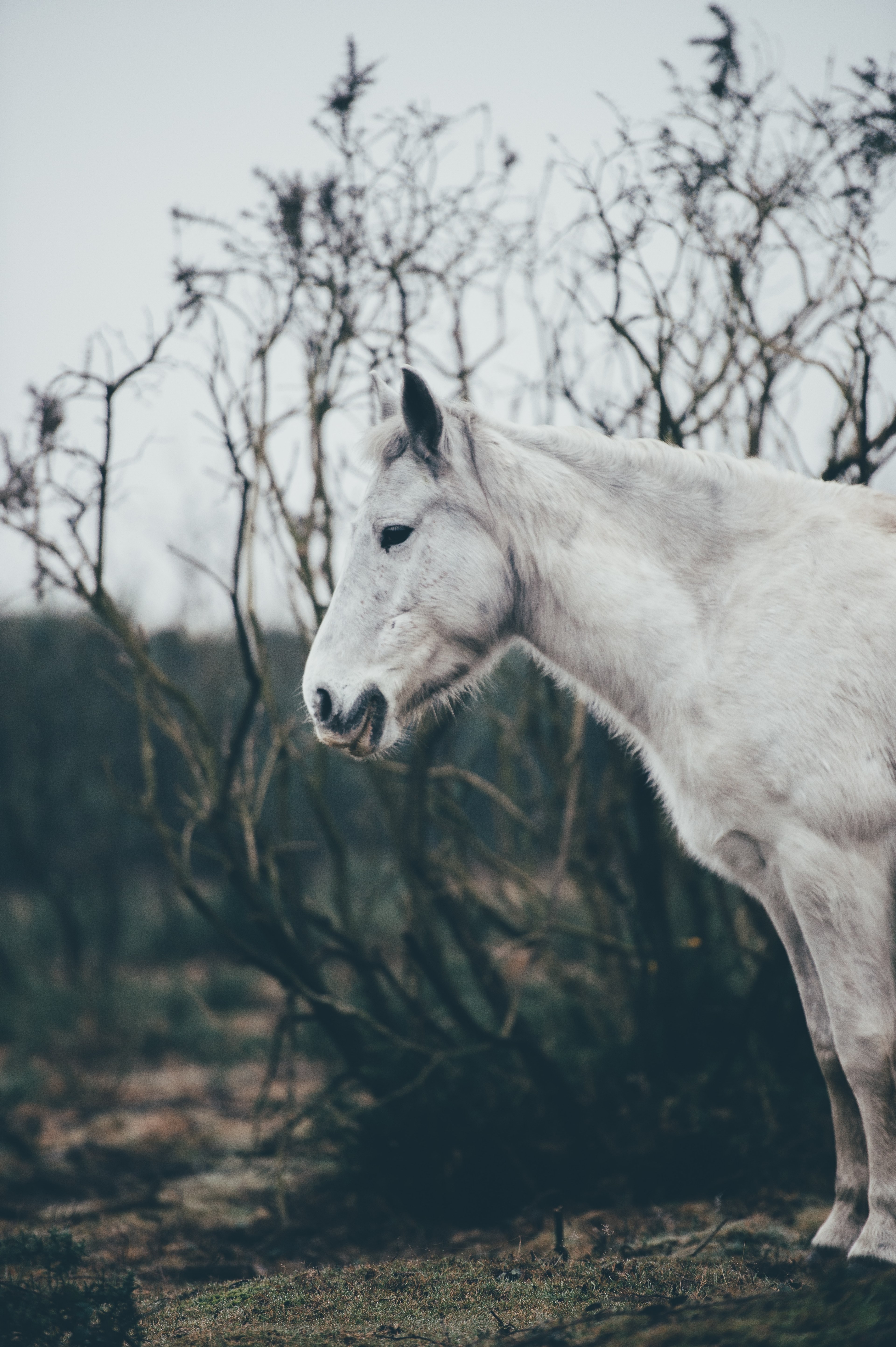 a white animal, _white animal 4k, Phone HD Wallpaper