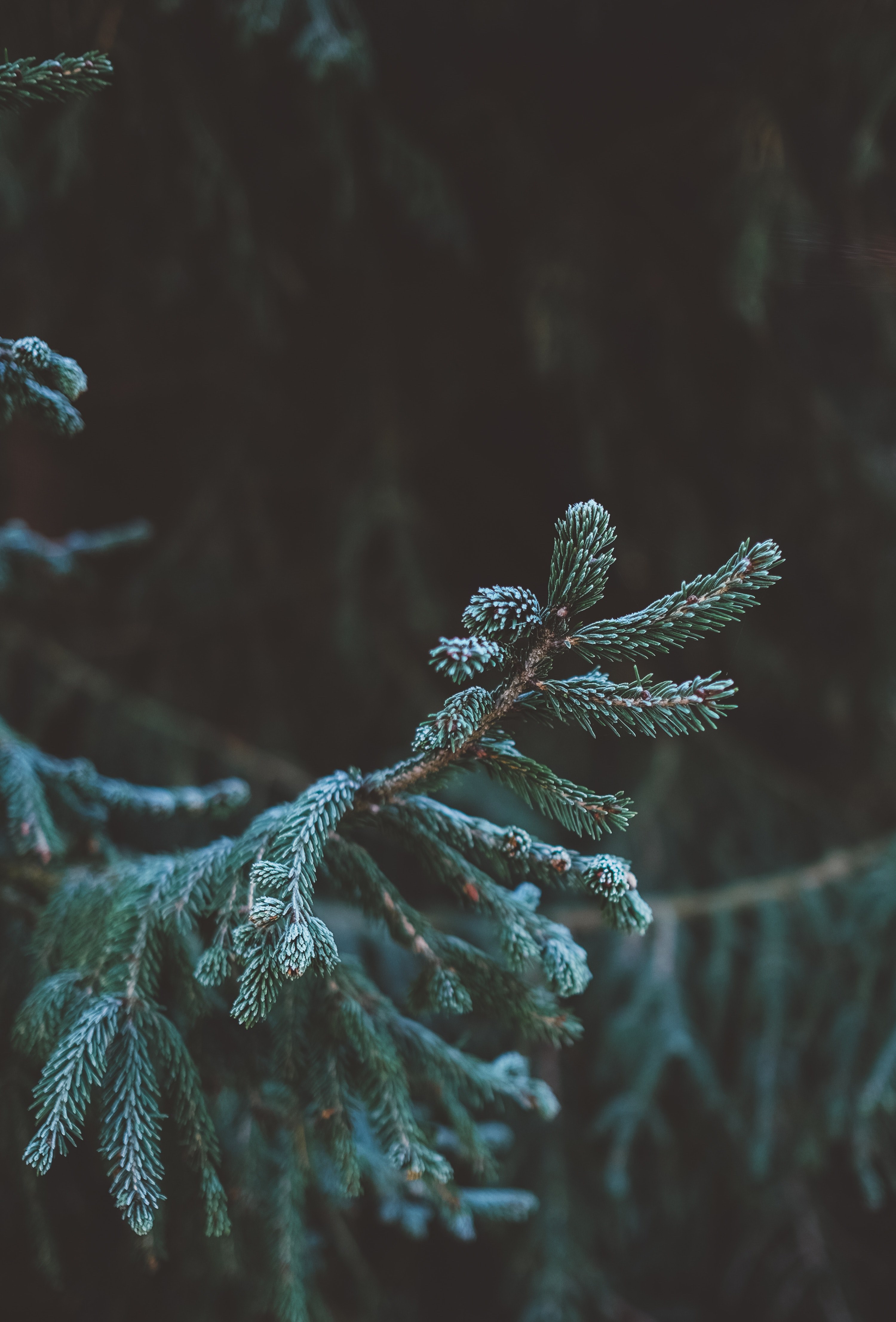 pines and needles 4k, Phone HD Wallpaper