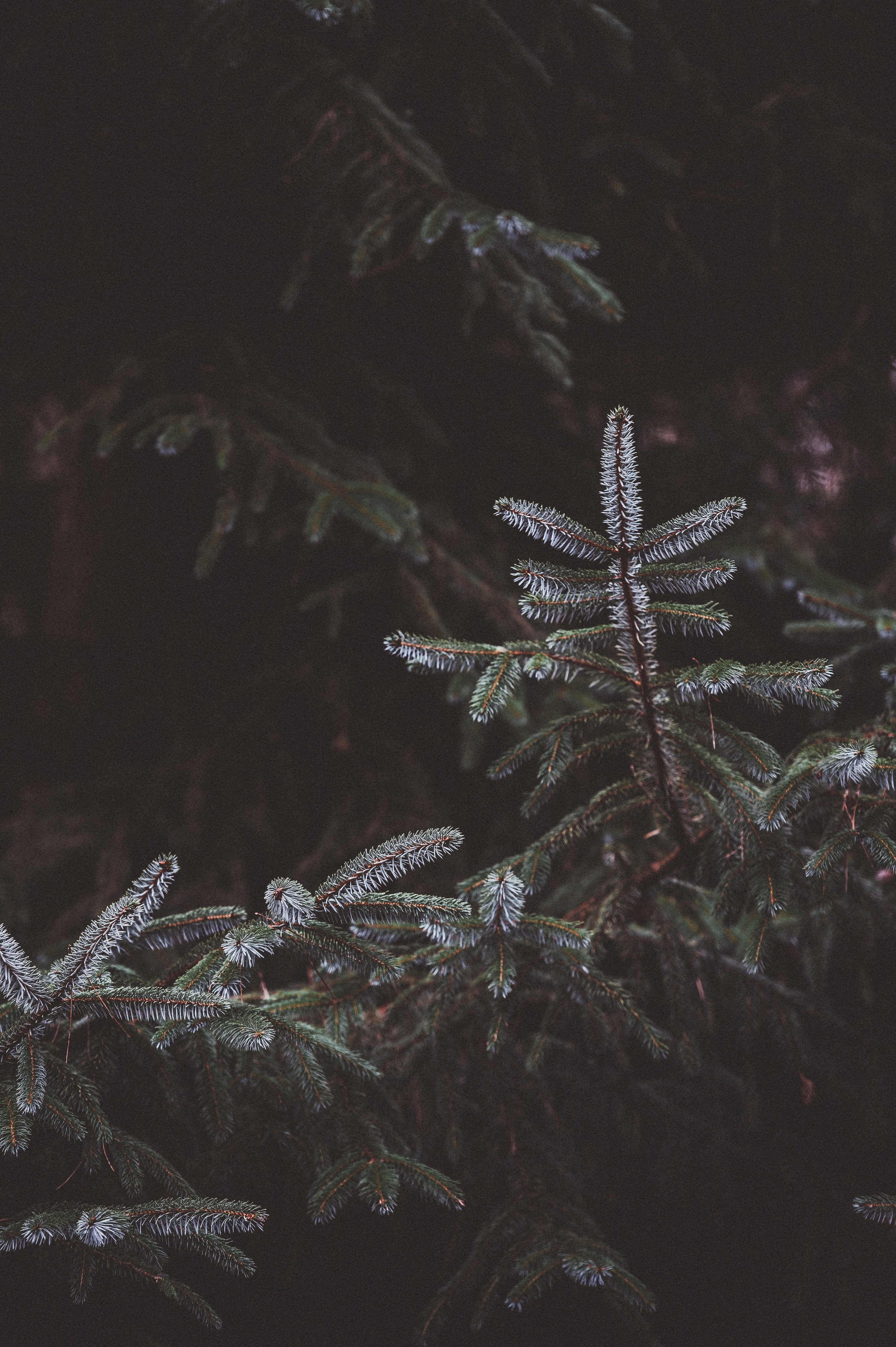 fir spruce pine 4k, Phone HD Wallpaper