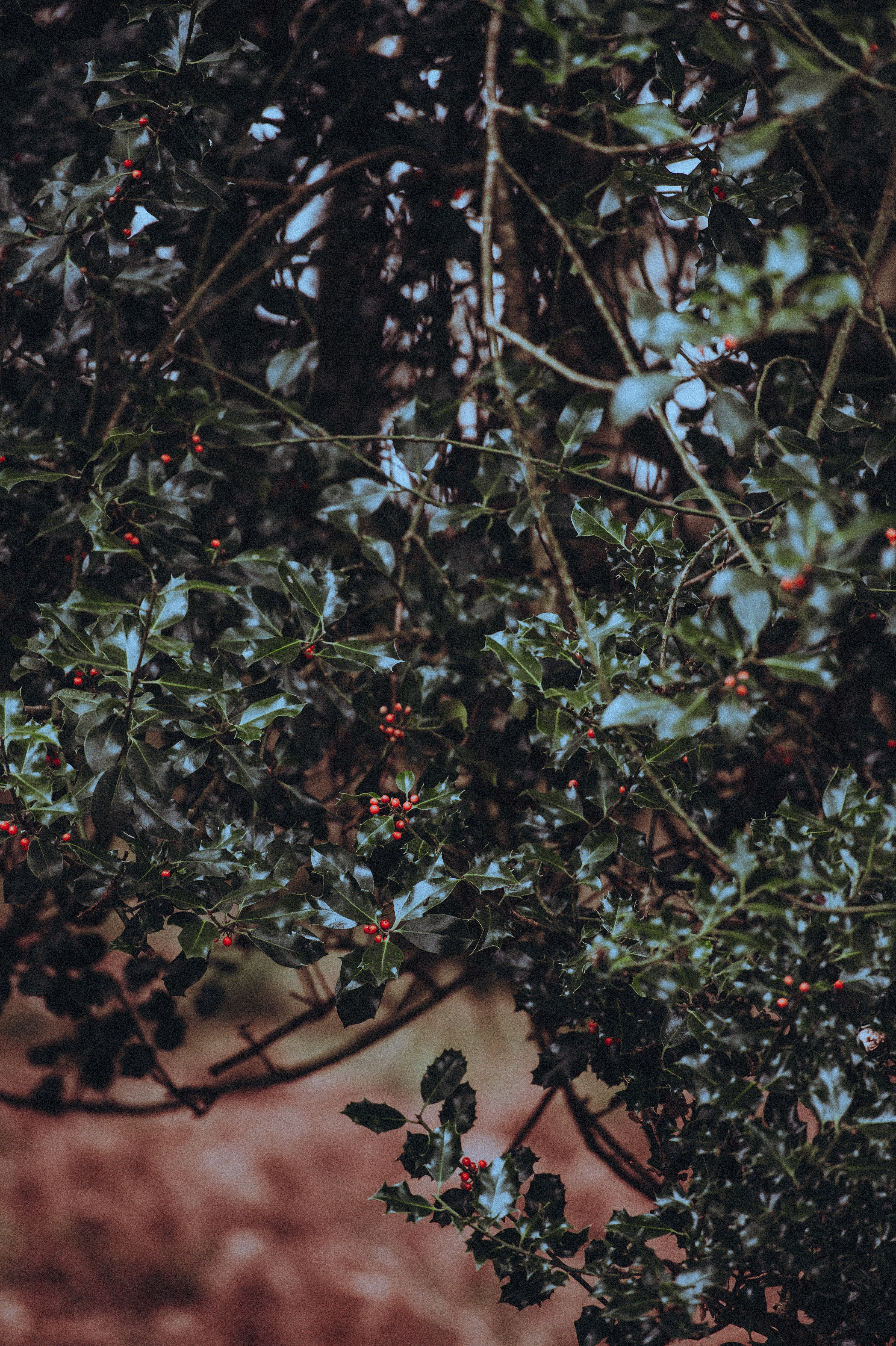 holly 4k, Phone HD Wallpaper