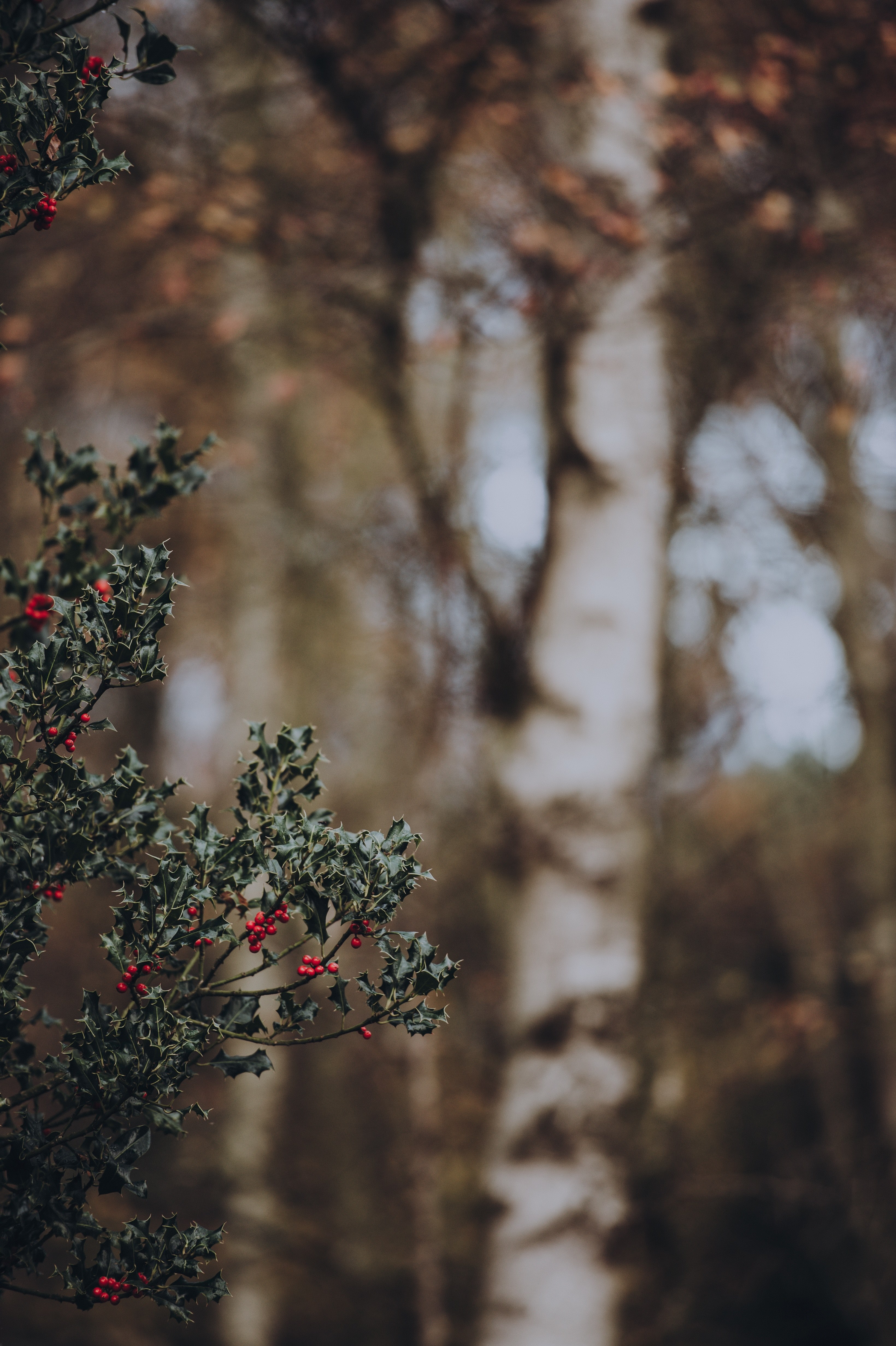 holly with blank space 4k, Phone HD Wallpaper