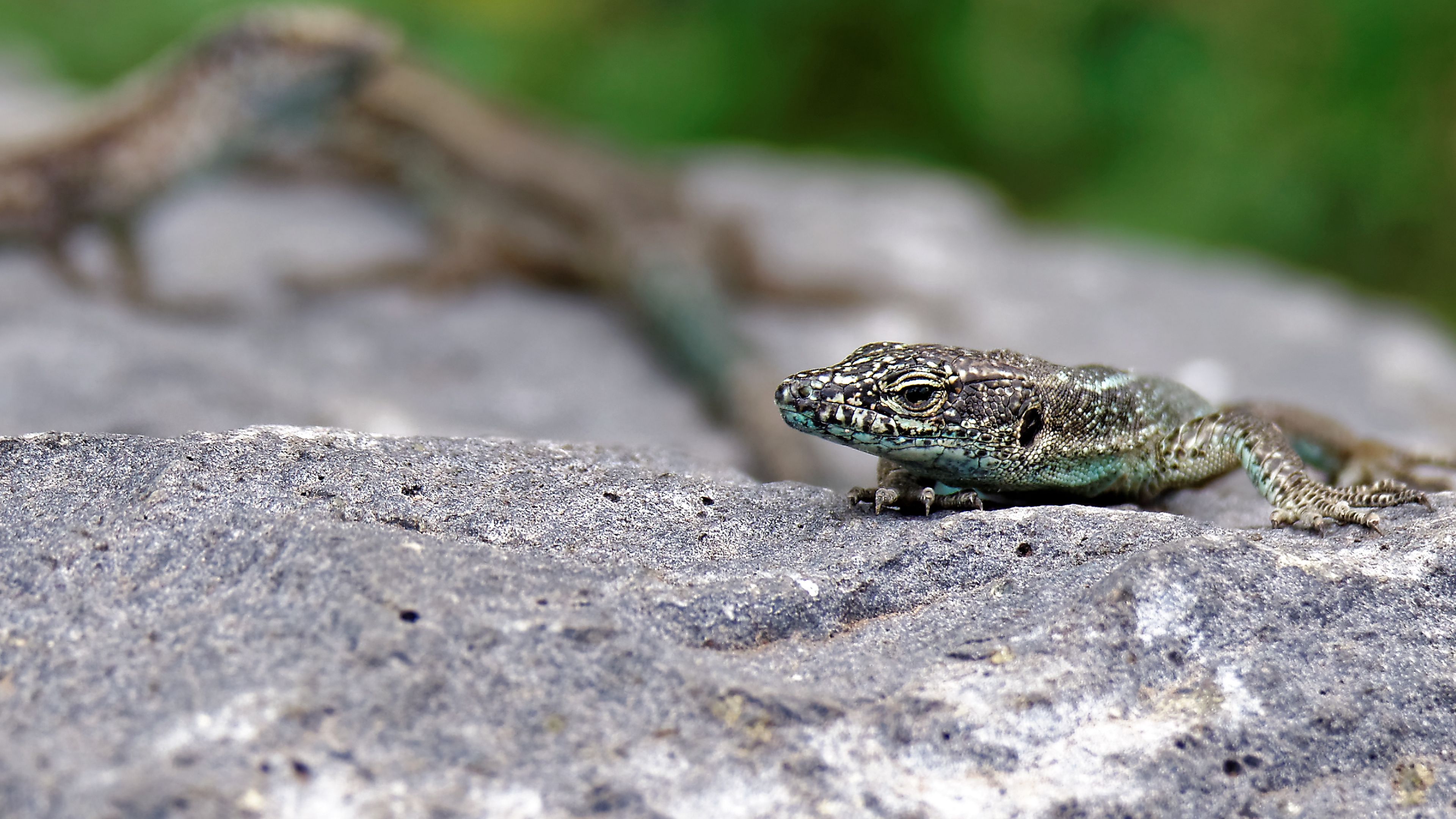 lizard, rock, reptile, crawl, 4k, HD Wallpaper
