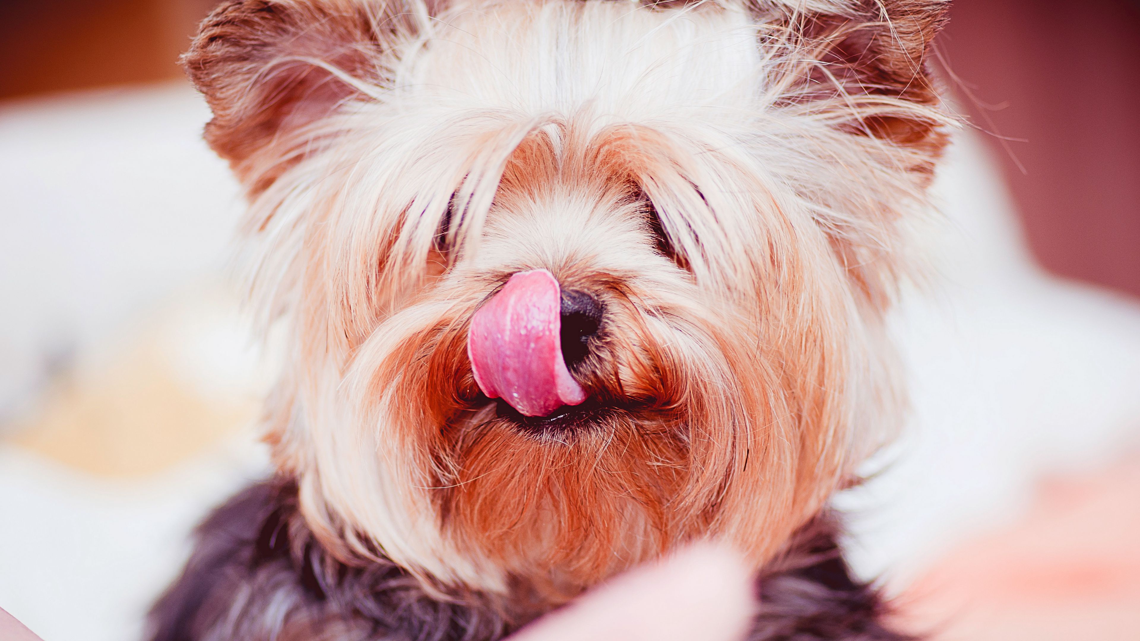 yorkshire terrier, dog, licked, 4k, HD Wallpaper