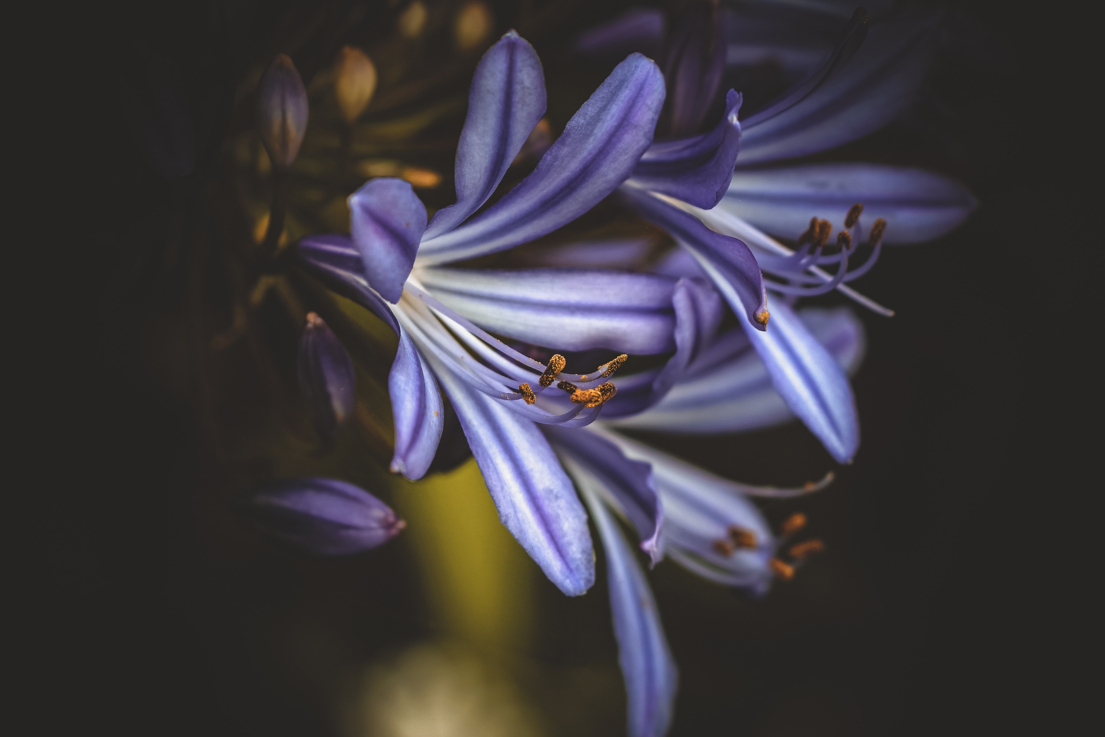 close up of violet hyacinth flowers, dark purples 4k, HD Wallpaper