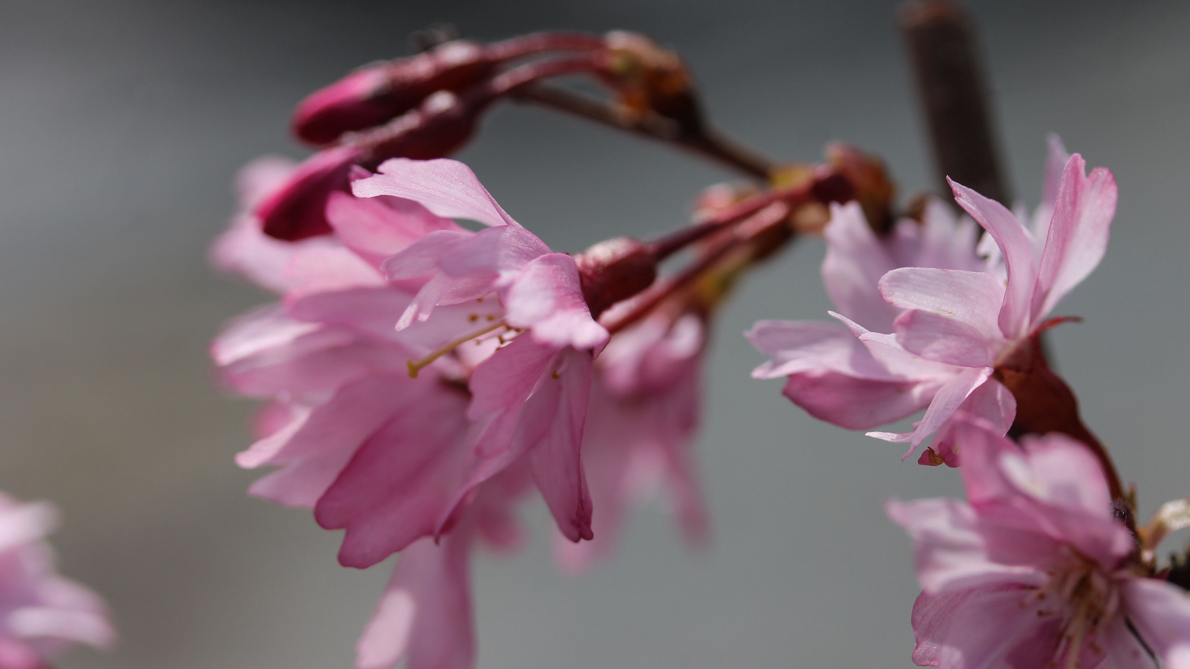 sakura, blossom, branch, flower, 4k, HD Wallpaper