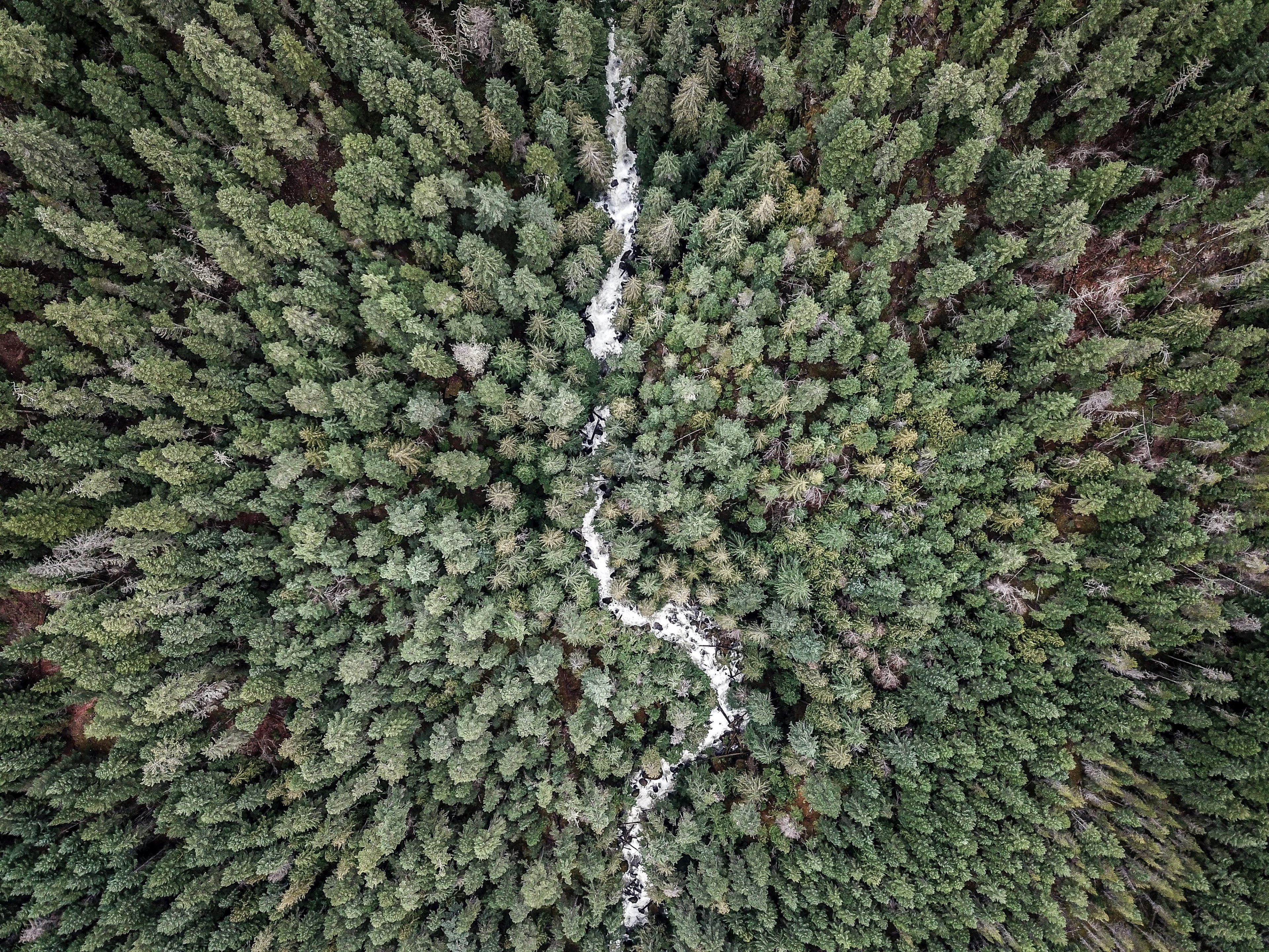 lost in the forest 4k, HD Wallpaper