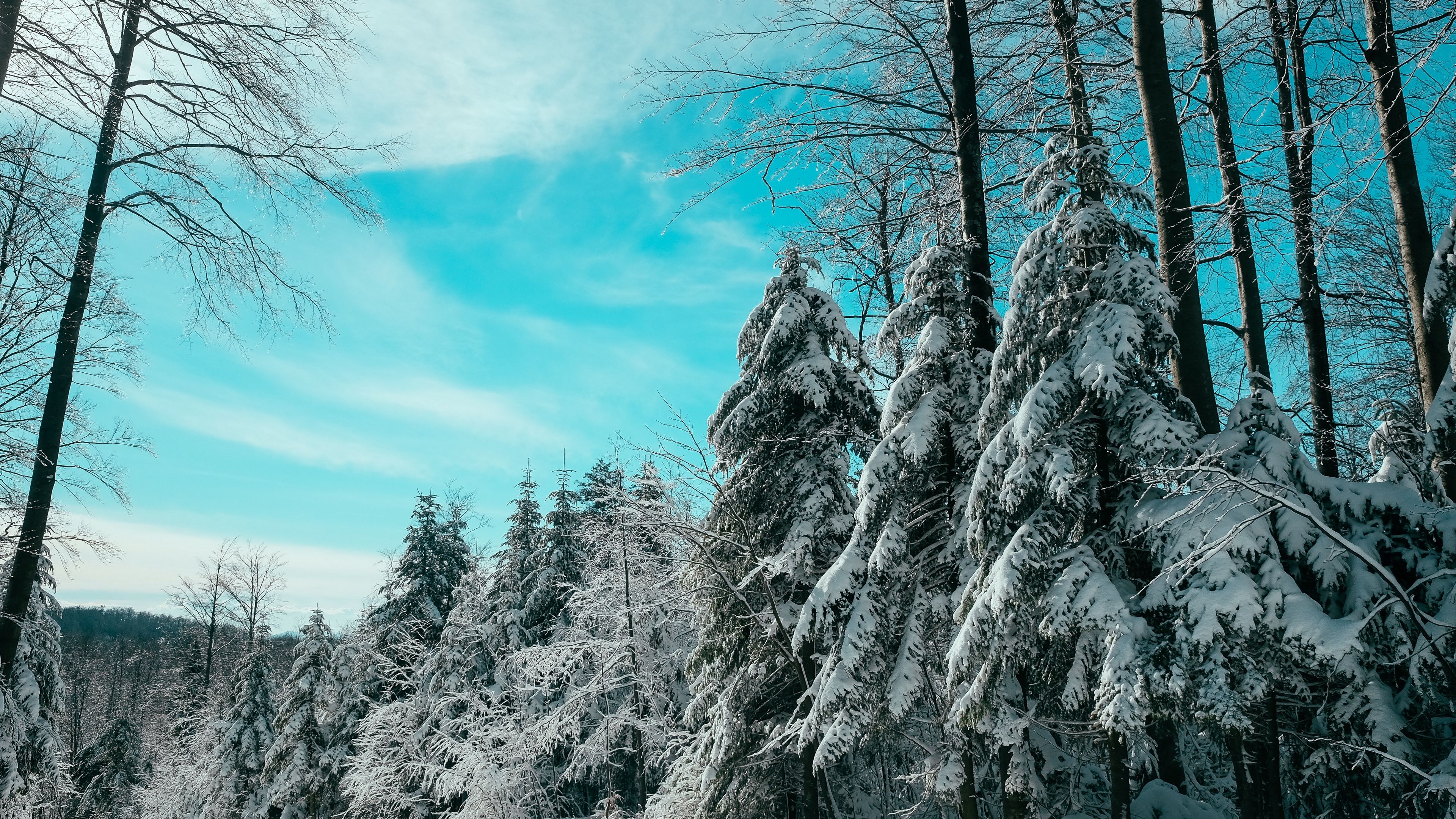 spruce, winter, forest, sky, 4k, HD Wallpaper