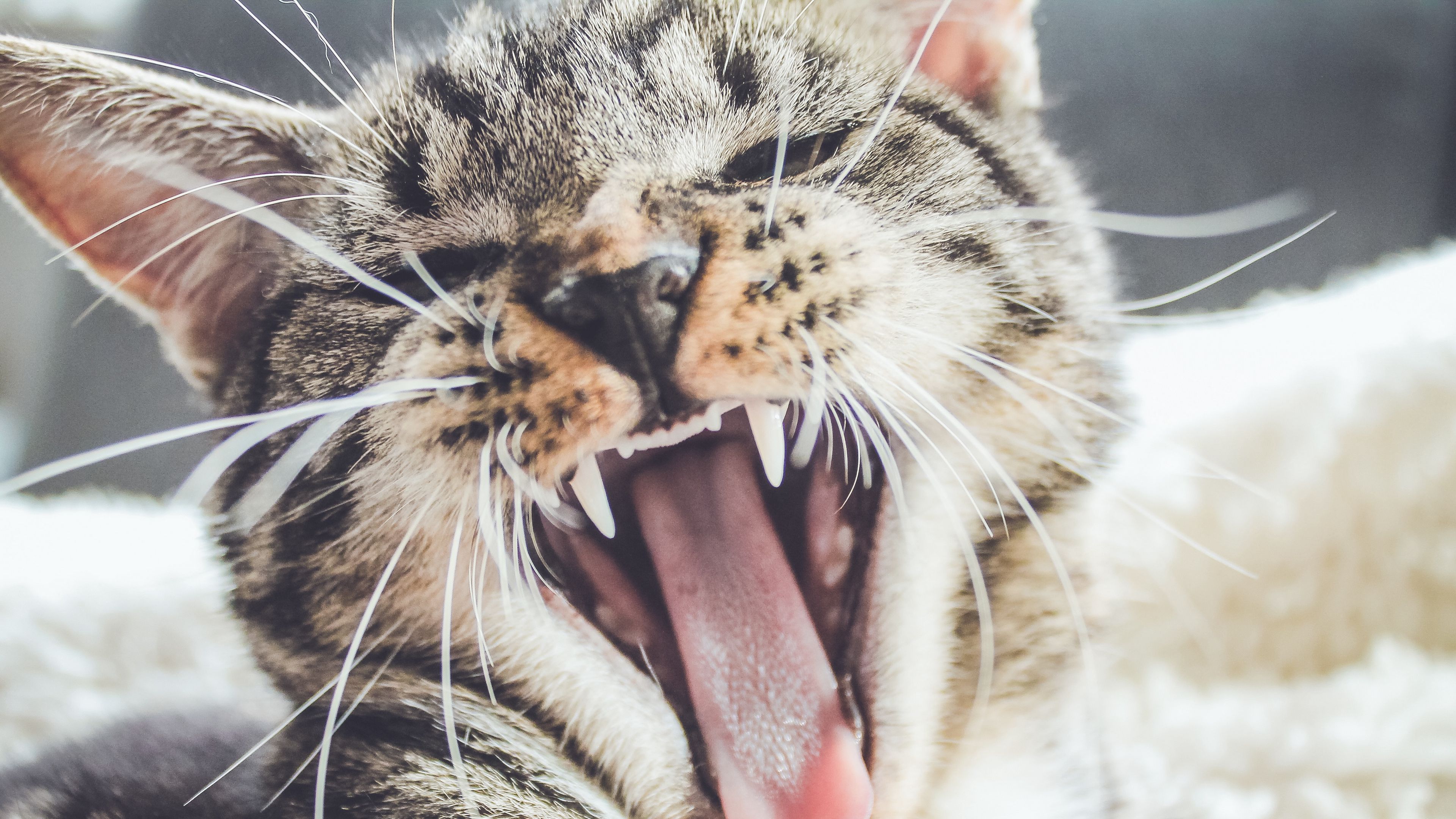 cat, grin, muzzle, aggression, 4k, HD Wallpaper