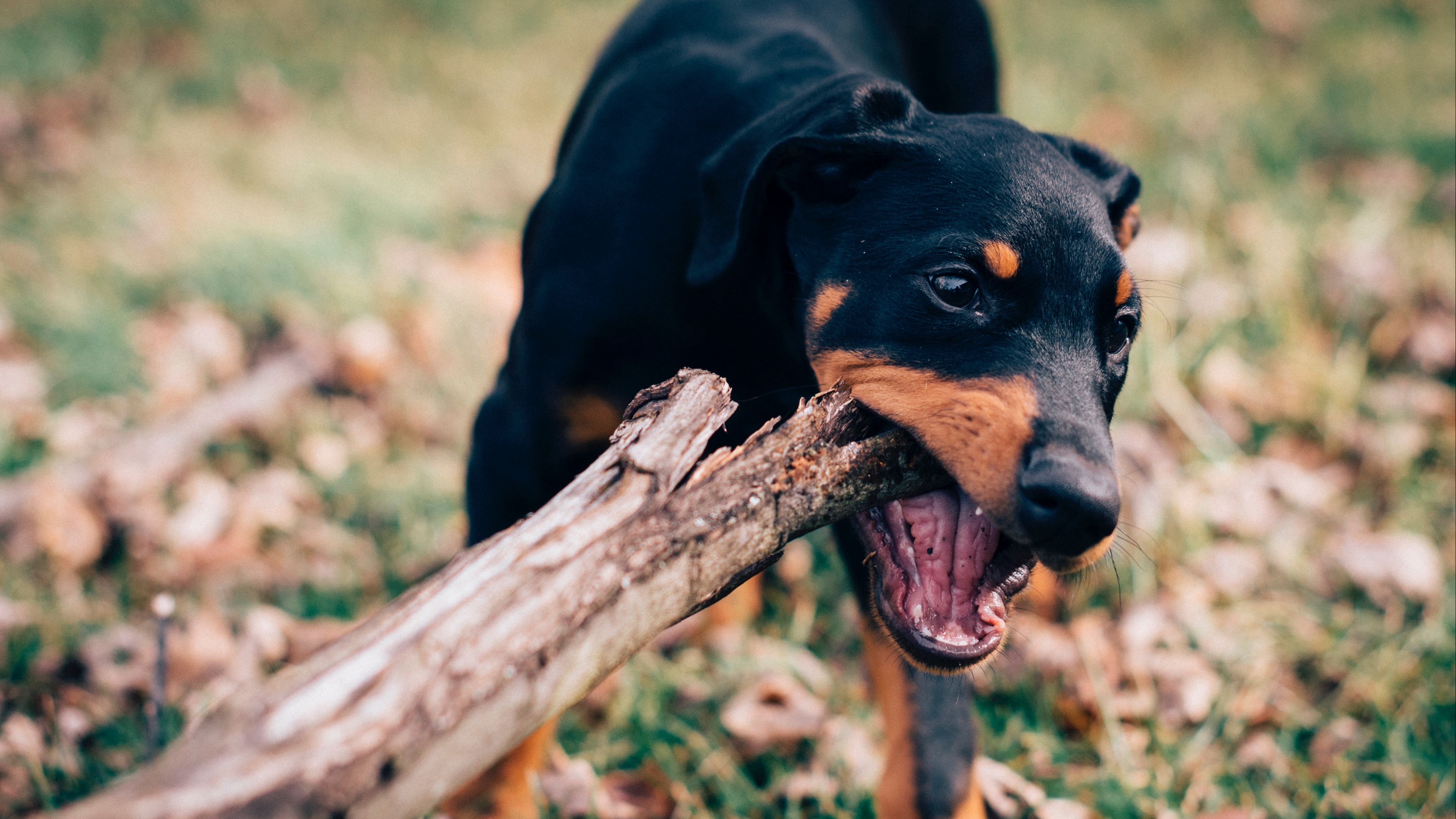 dog, stick, playful, muzzle, nibbling, 4k, HD Wallpaper