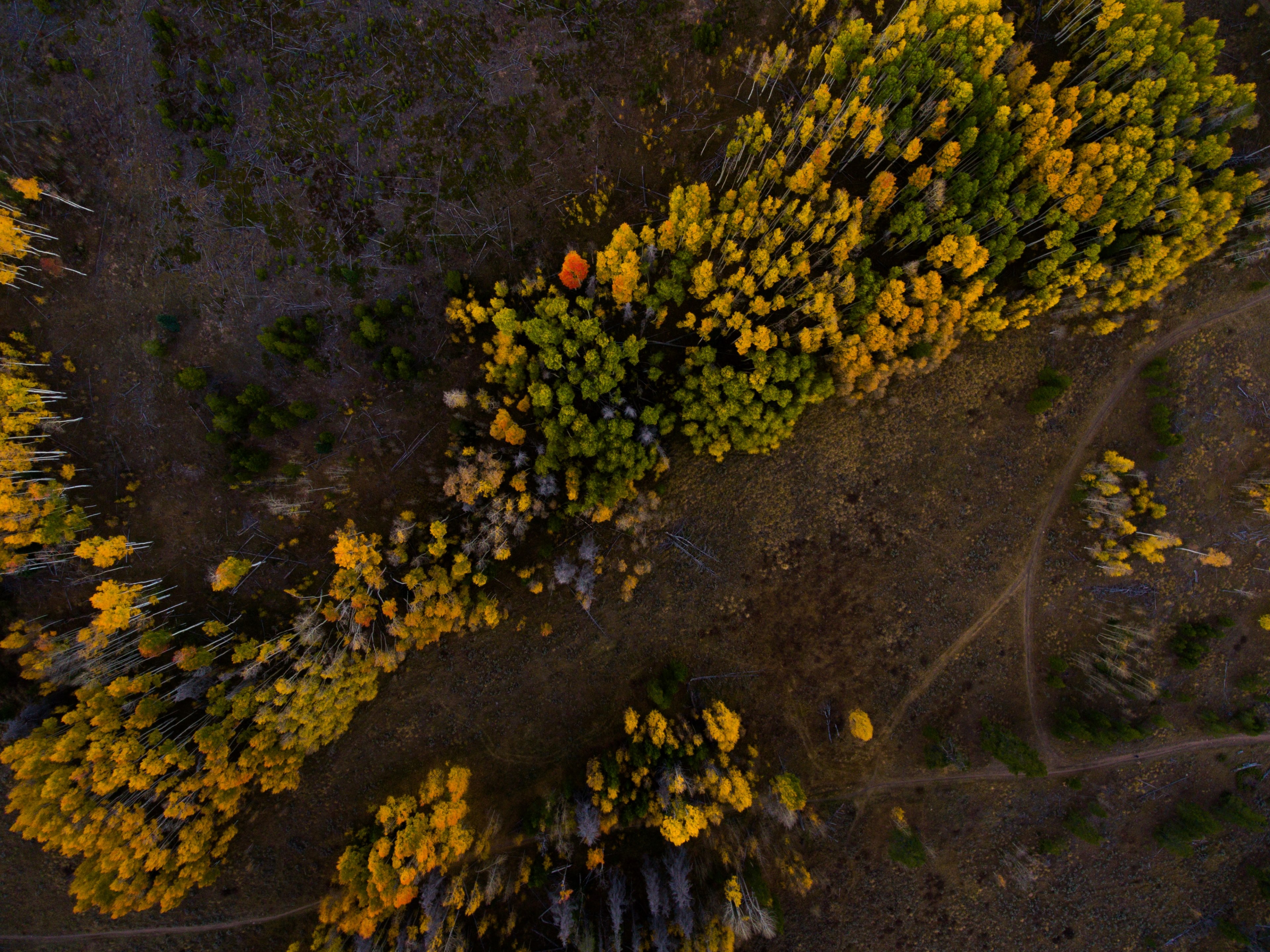 a drone shot of a forest with yellow and green trees, patch of colorful trees 4k, HD Wallpaper