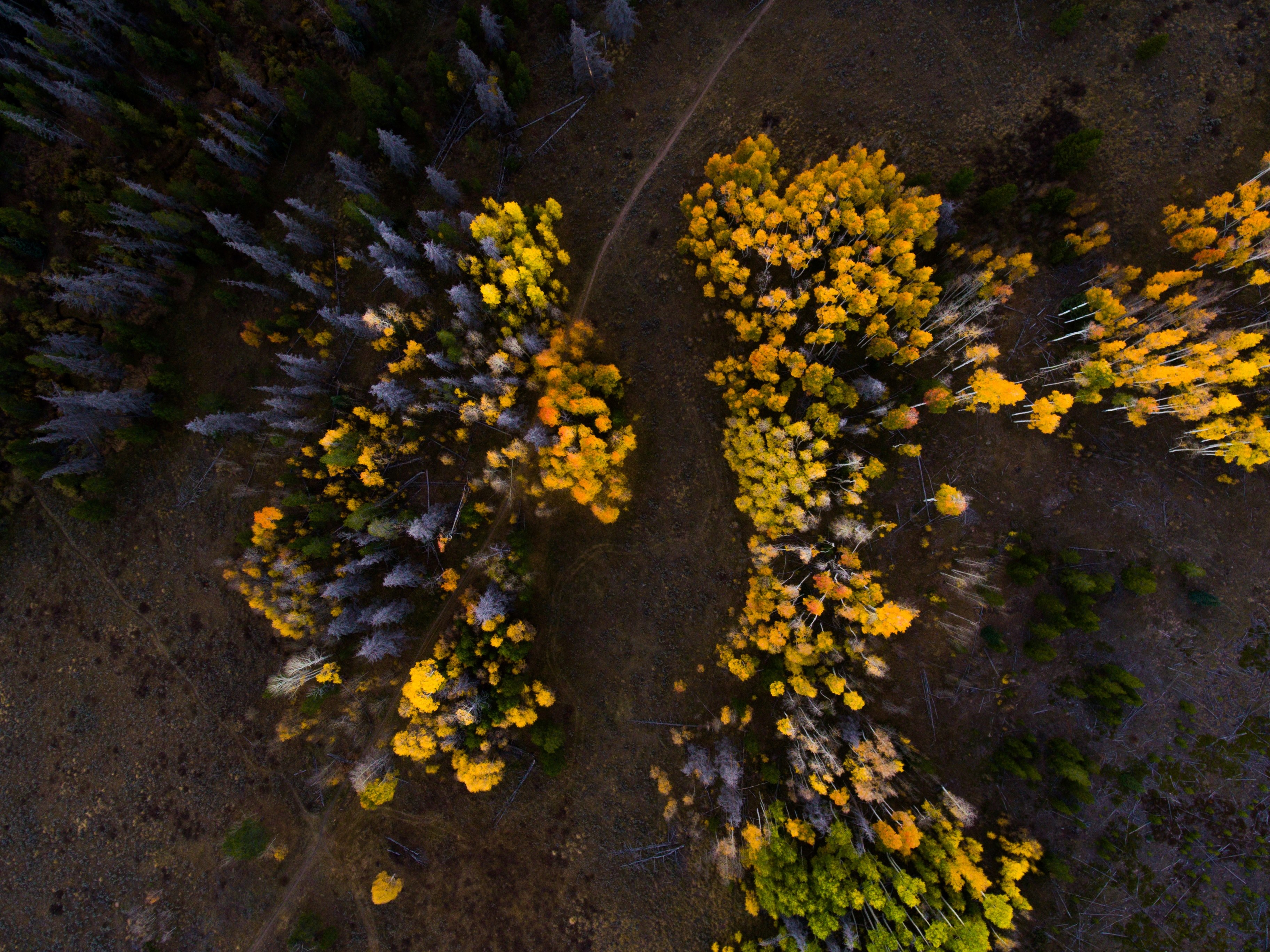 a drone shot of clumps of yellow leaved trees in silverthorne, aerial view of yellow trees 4k, HD Wallpaper