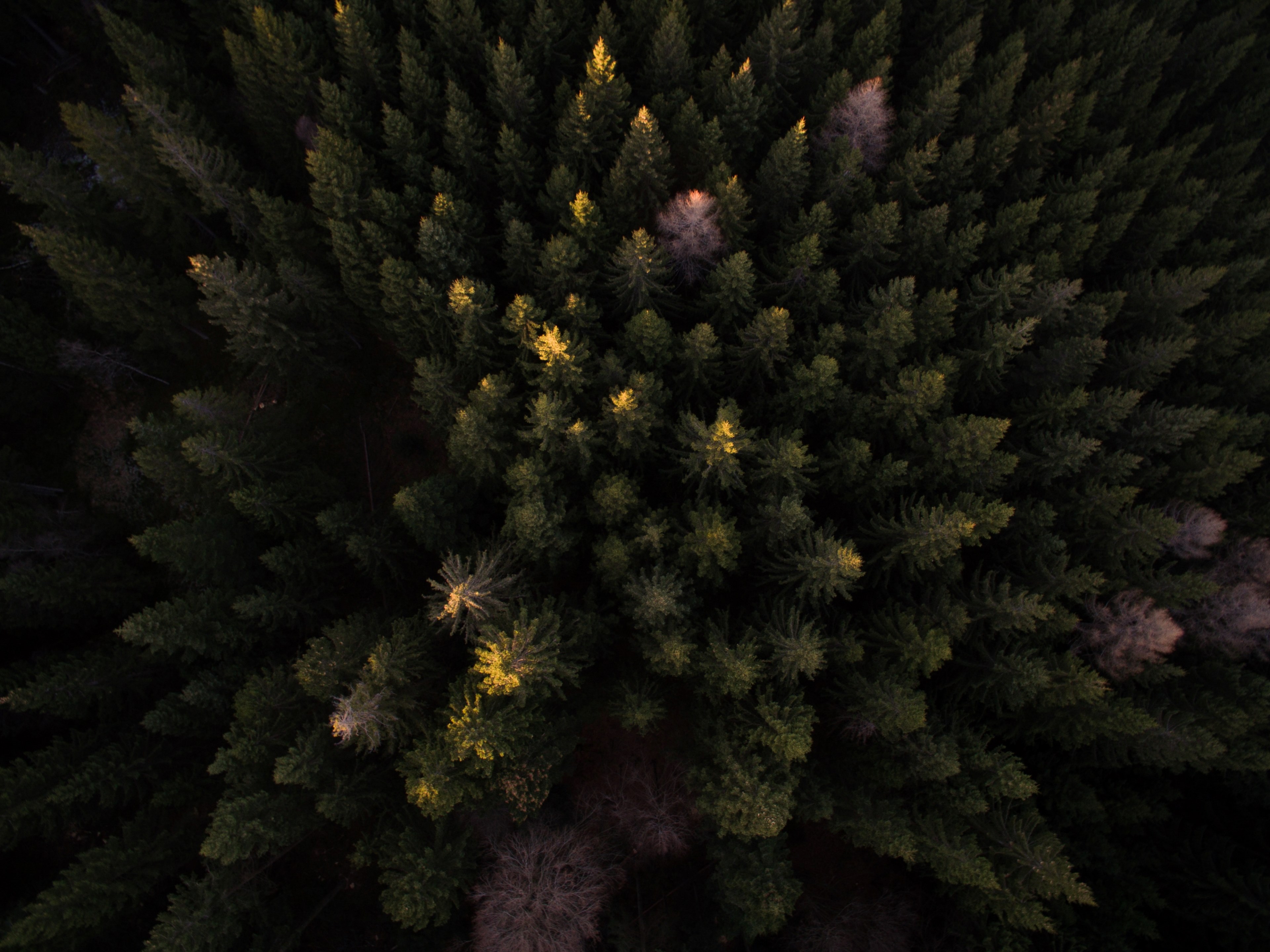 a drone shot of an evergreen forest with several dead trees, dead trees in a forest 4k, HD Wallpaper