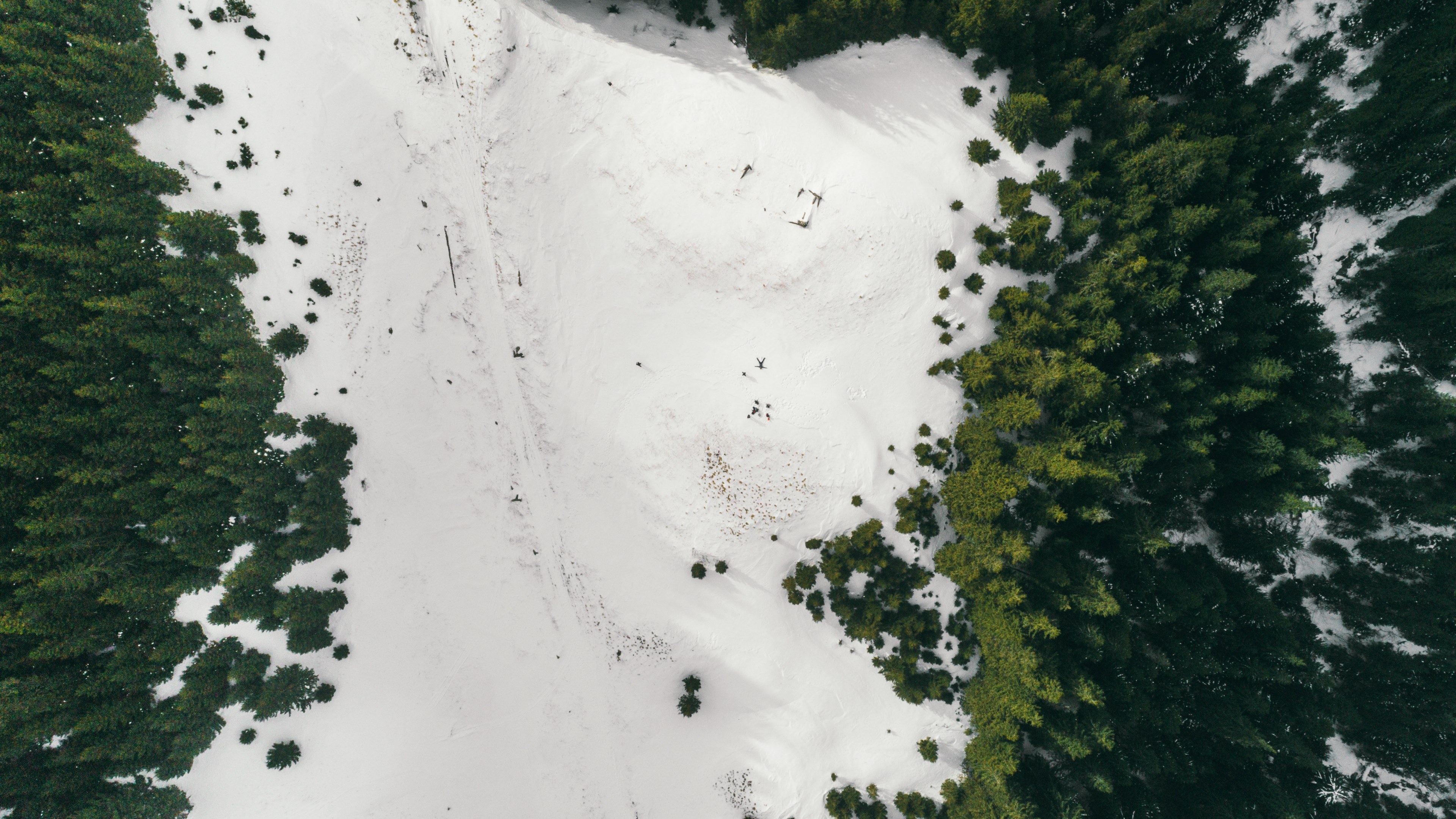 overhead a snowy field surrounded by a lush pine forest, snowy forest 4k, HD Wallpaper