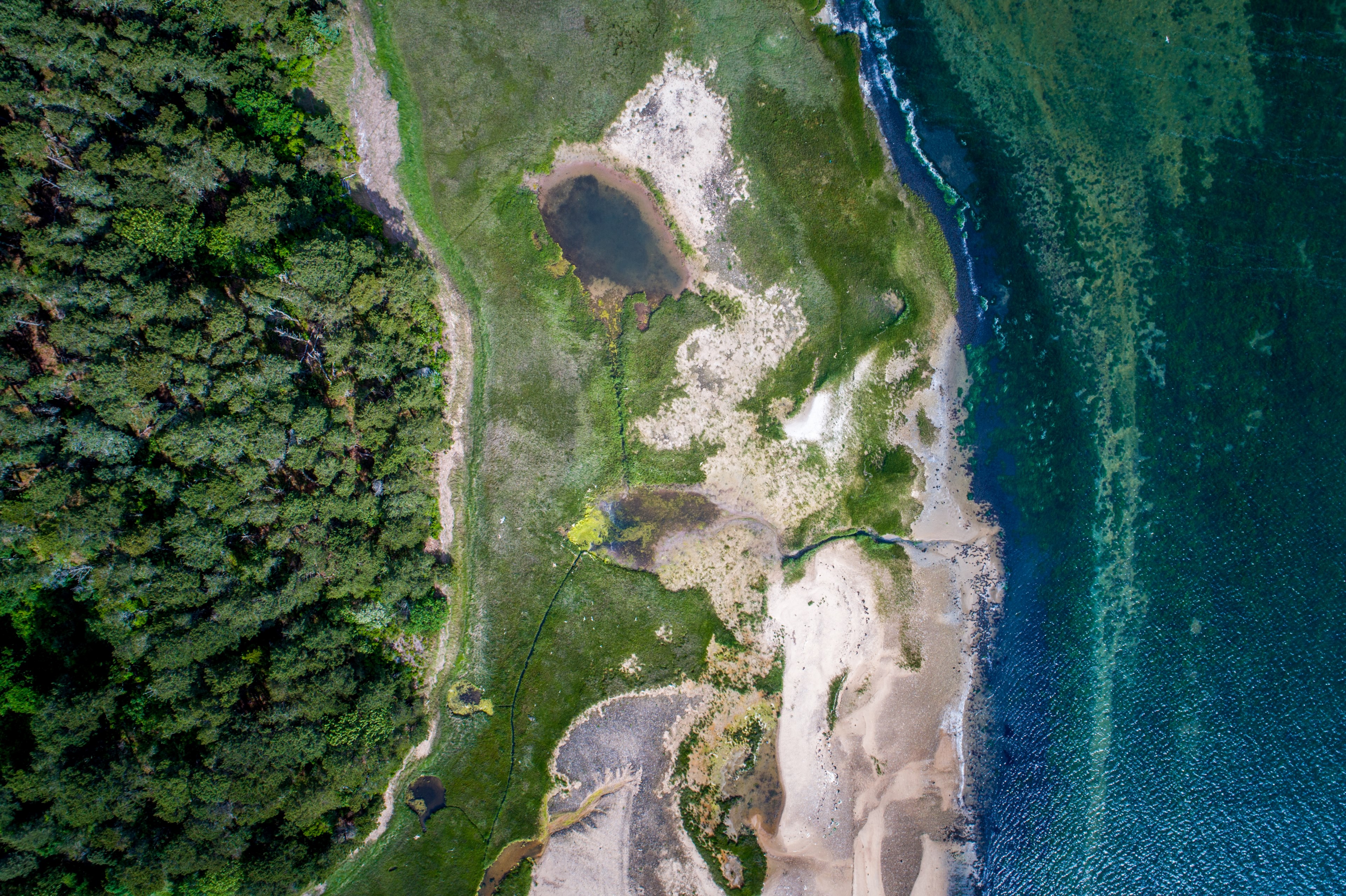 a drone shot of green vegetation on a sandy shore of a lake, lake floodplain 4k, HD Wallpaper