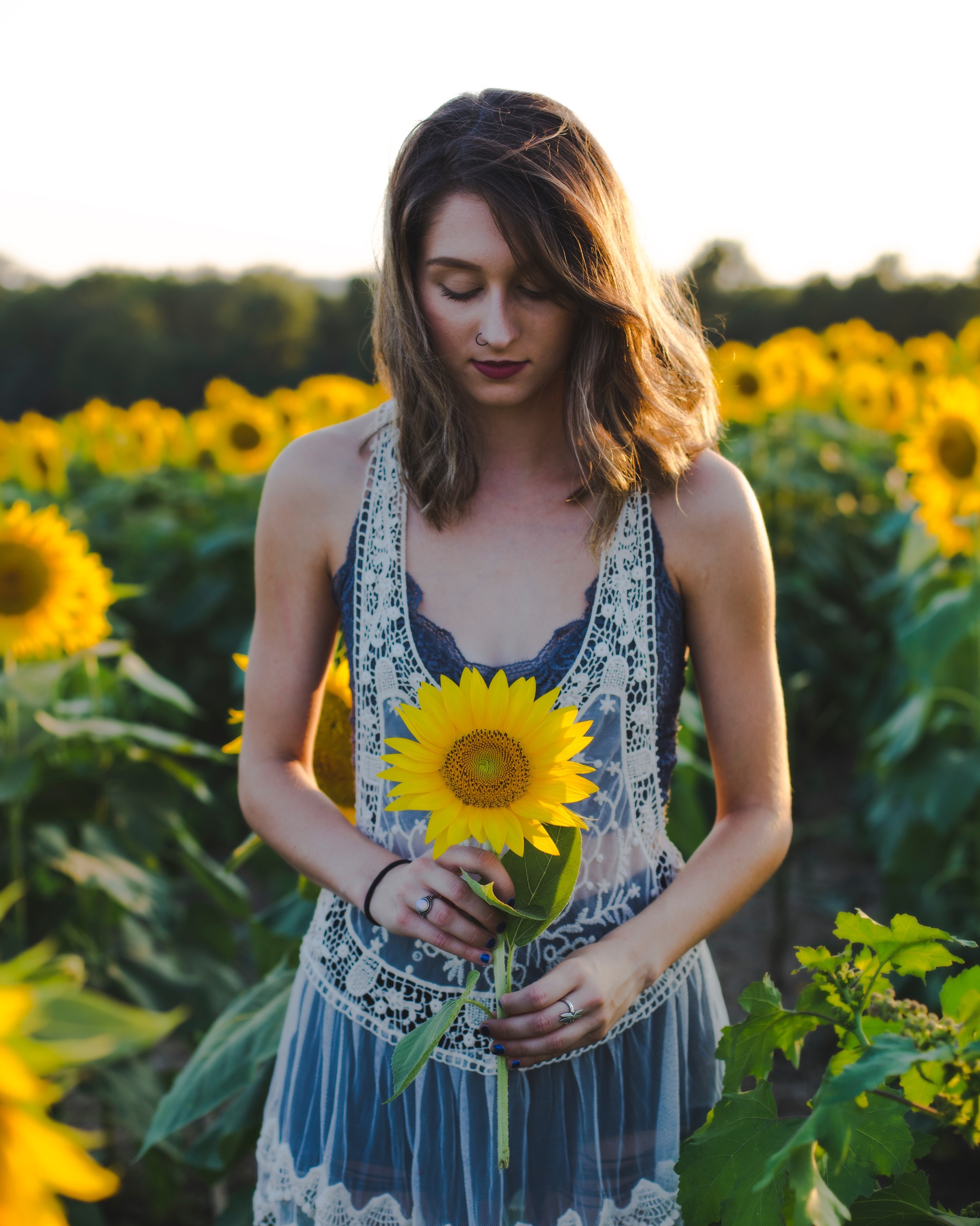 sunflower fields 4k, Phone HD Wallpaper