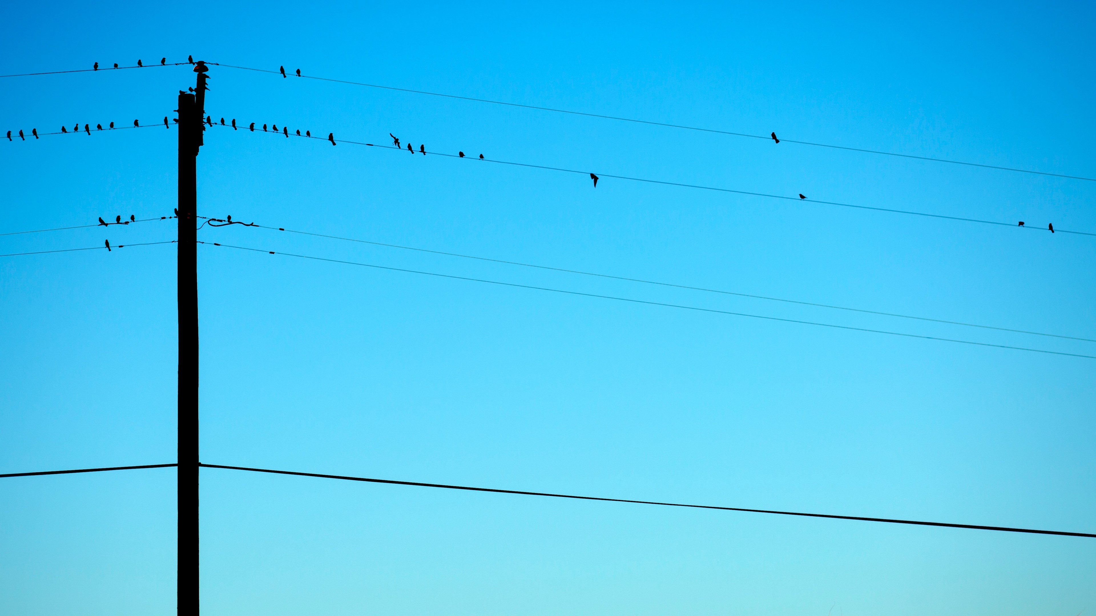 birds sit on telephone wires against a blue sky, birds on wires 4k, HD Wallpaper