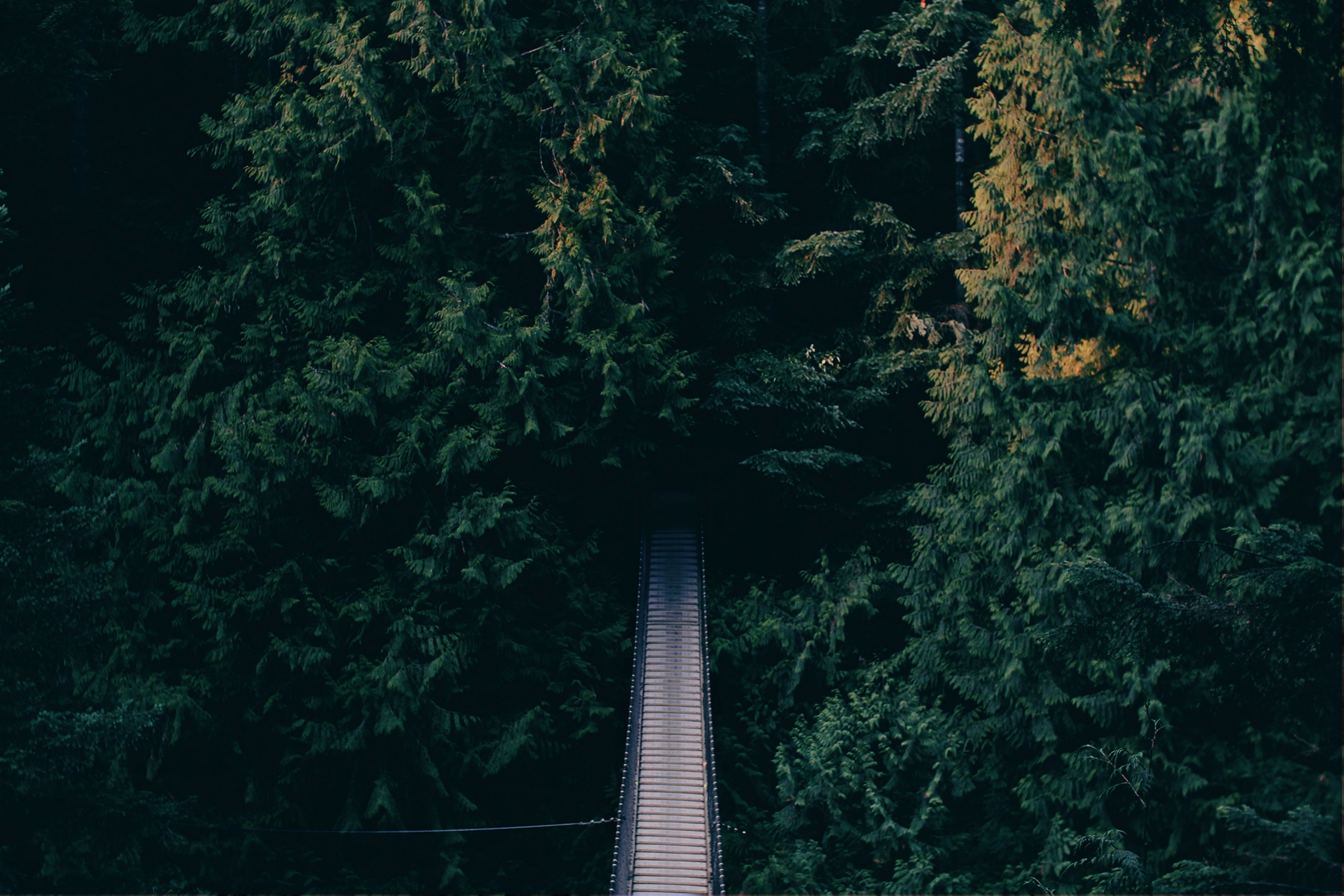 a wooden suspension bridge leading into a dense forest, suspension bridge in a forest 4k, HD Wallpaper
