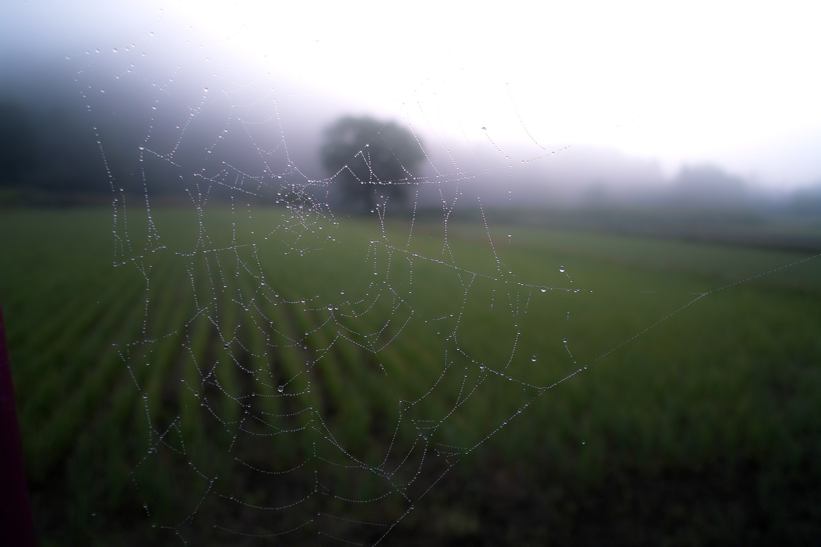 a spiderweb covered with tiny droplets of water against a backdrop of a green field, droplets on a spiderweb 4k, HD Wallpaper