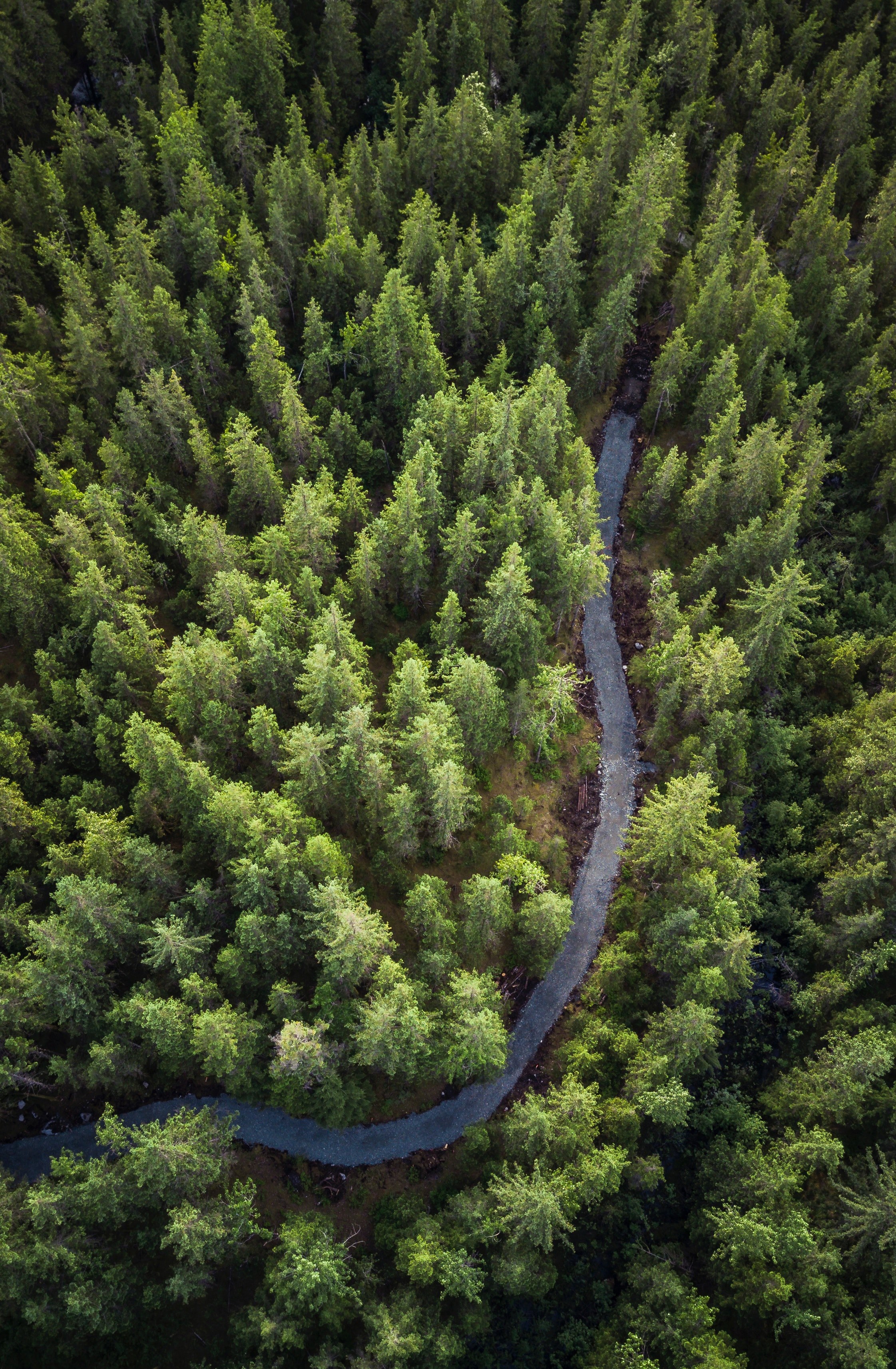 tree forest path and alaska hd, 4k, Phone HD Wallpaper