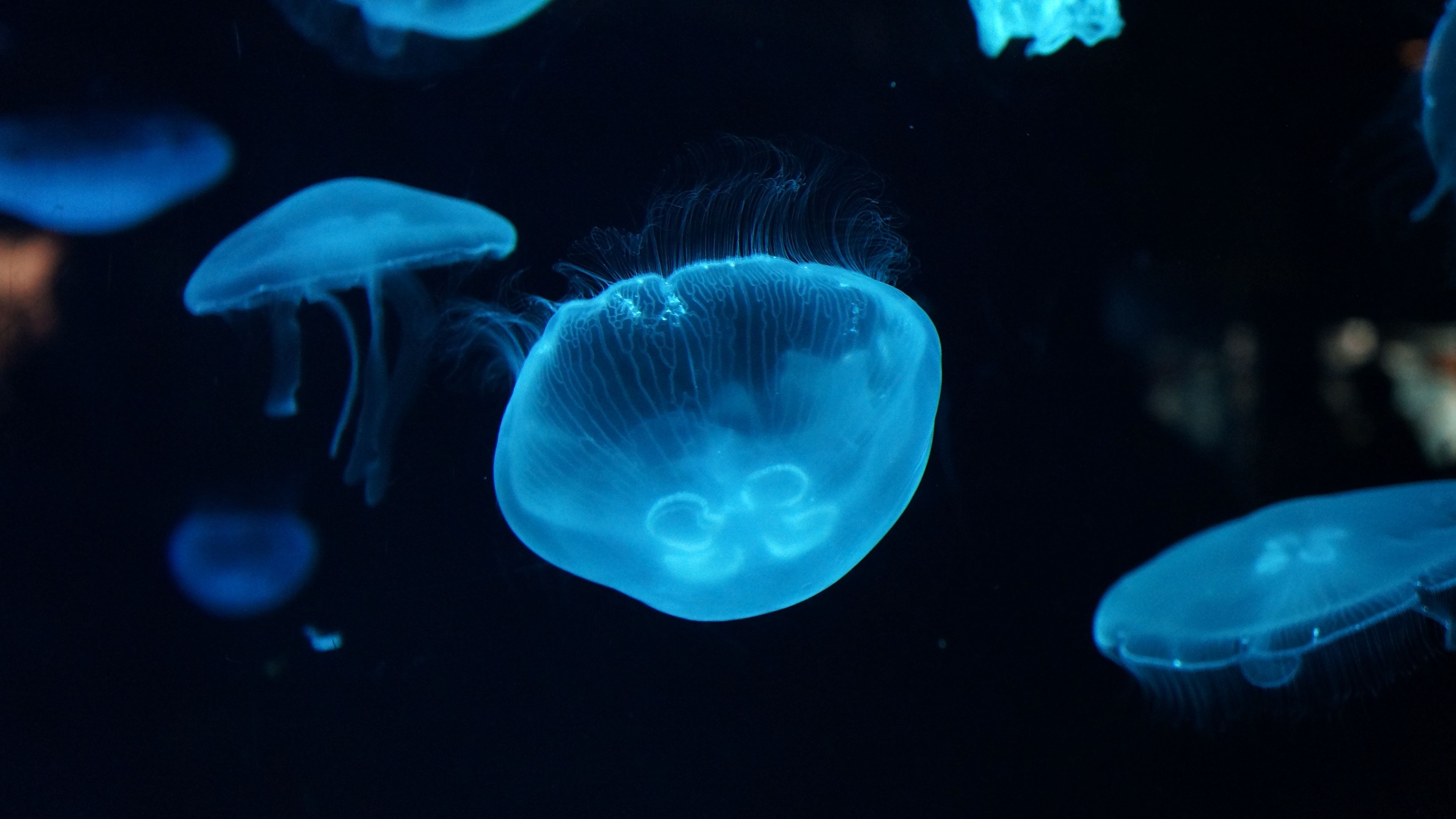 jellyfish, underwater, beautiful, 4k, HD Wallpaper