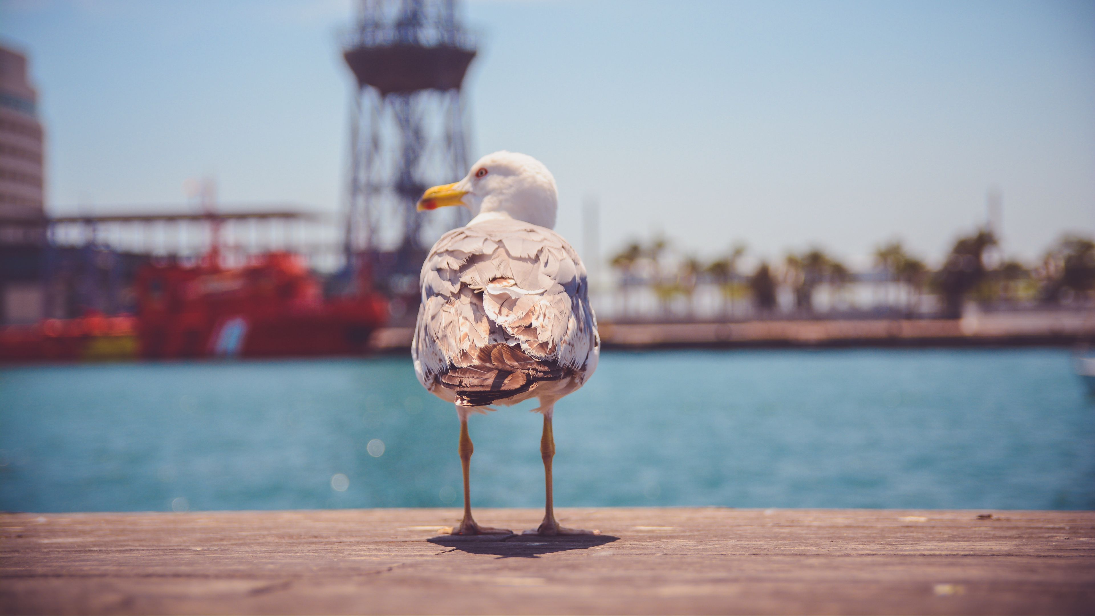 seagull, bird, beach, 4k, HD Wallpaper