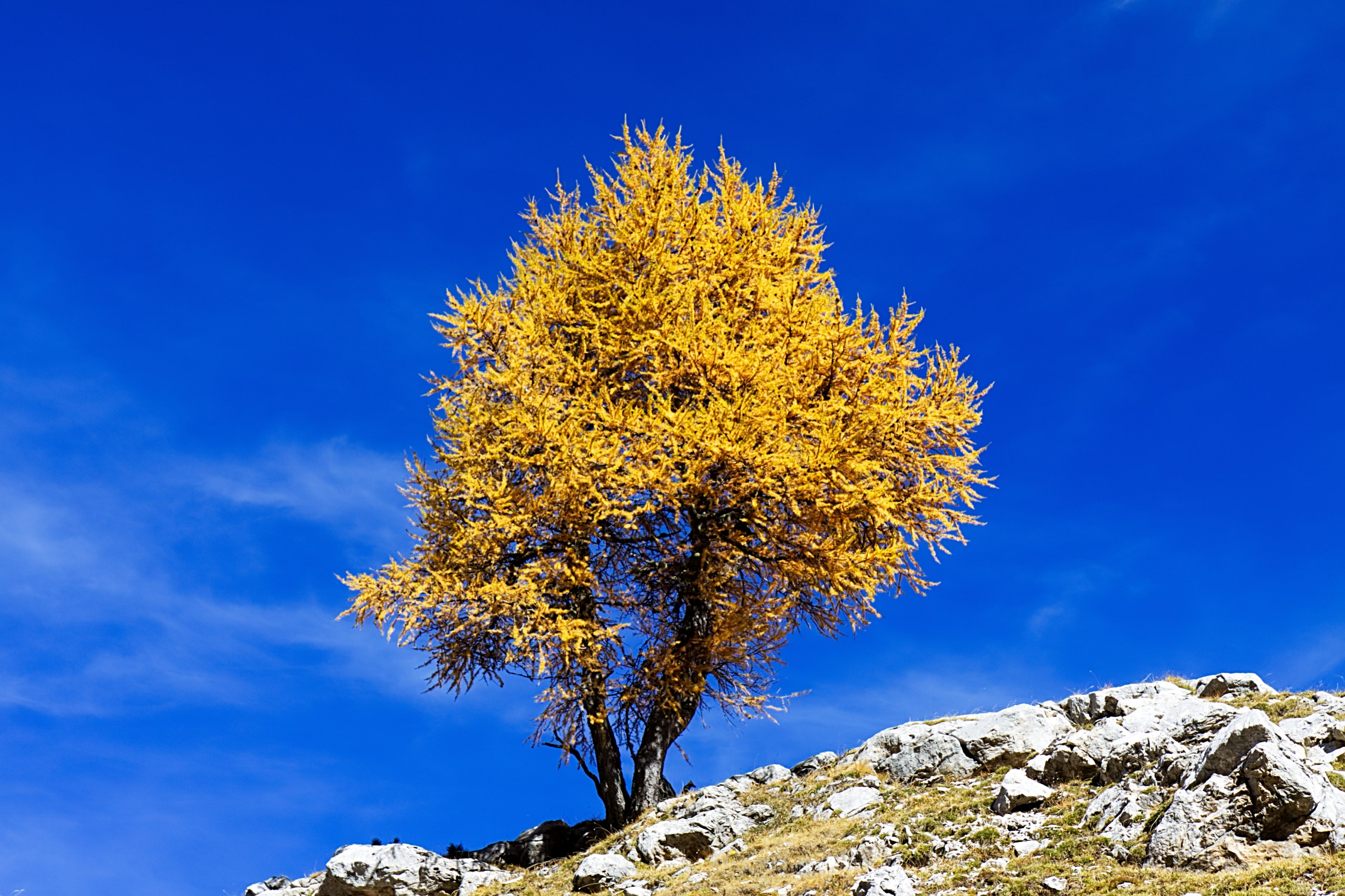 larch 4k, HD Wallpaper