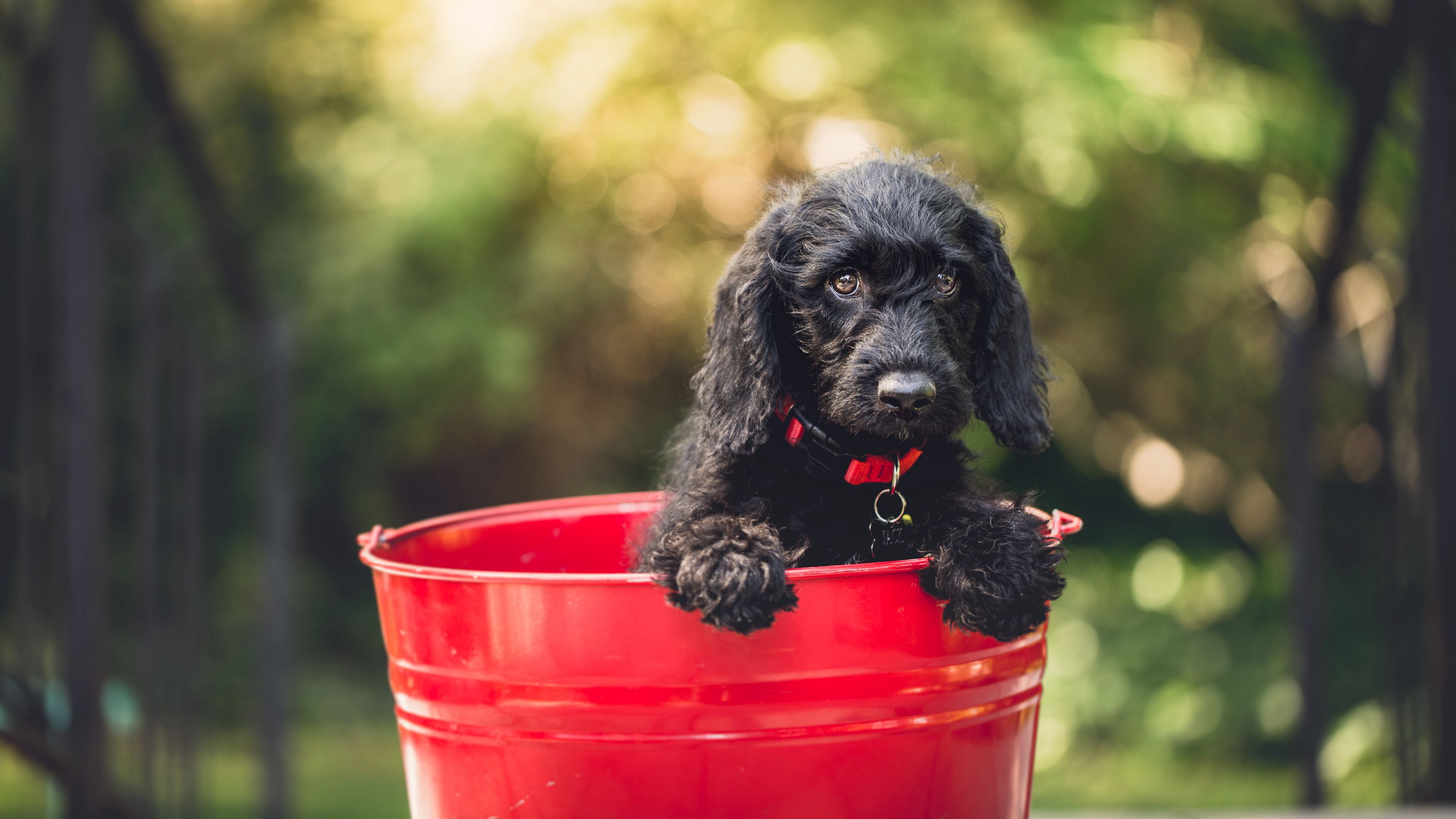 dog, puppy, bucket, sitting, 4k, HD Wallpaper