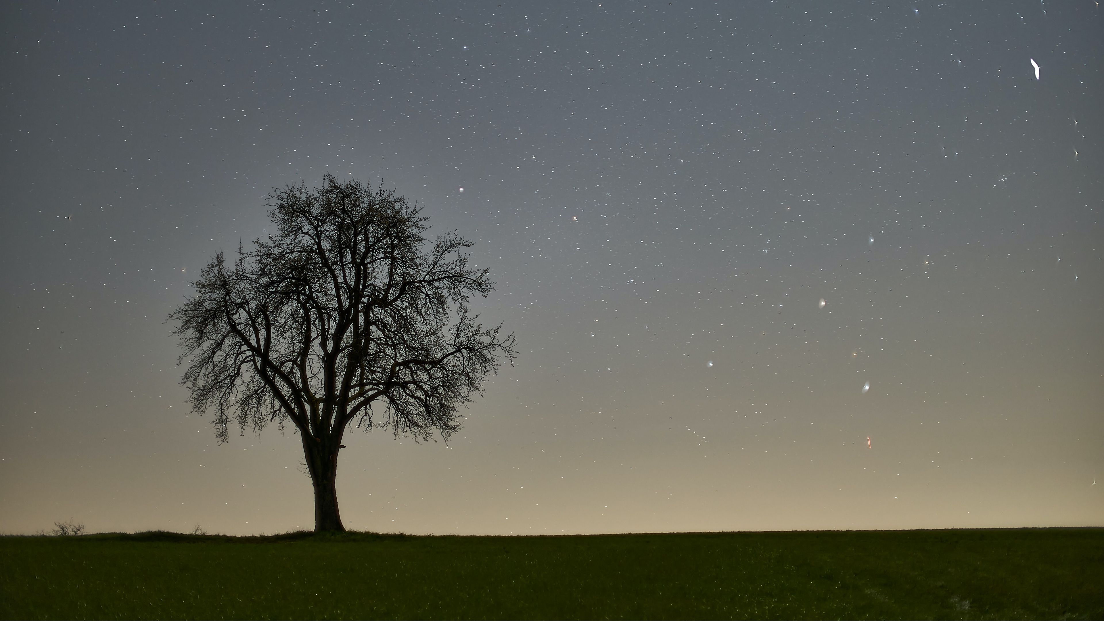 tree, starry sky, evening, 4k, HD Wallpaper