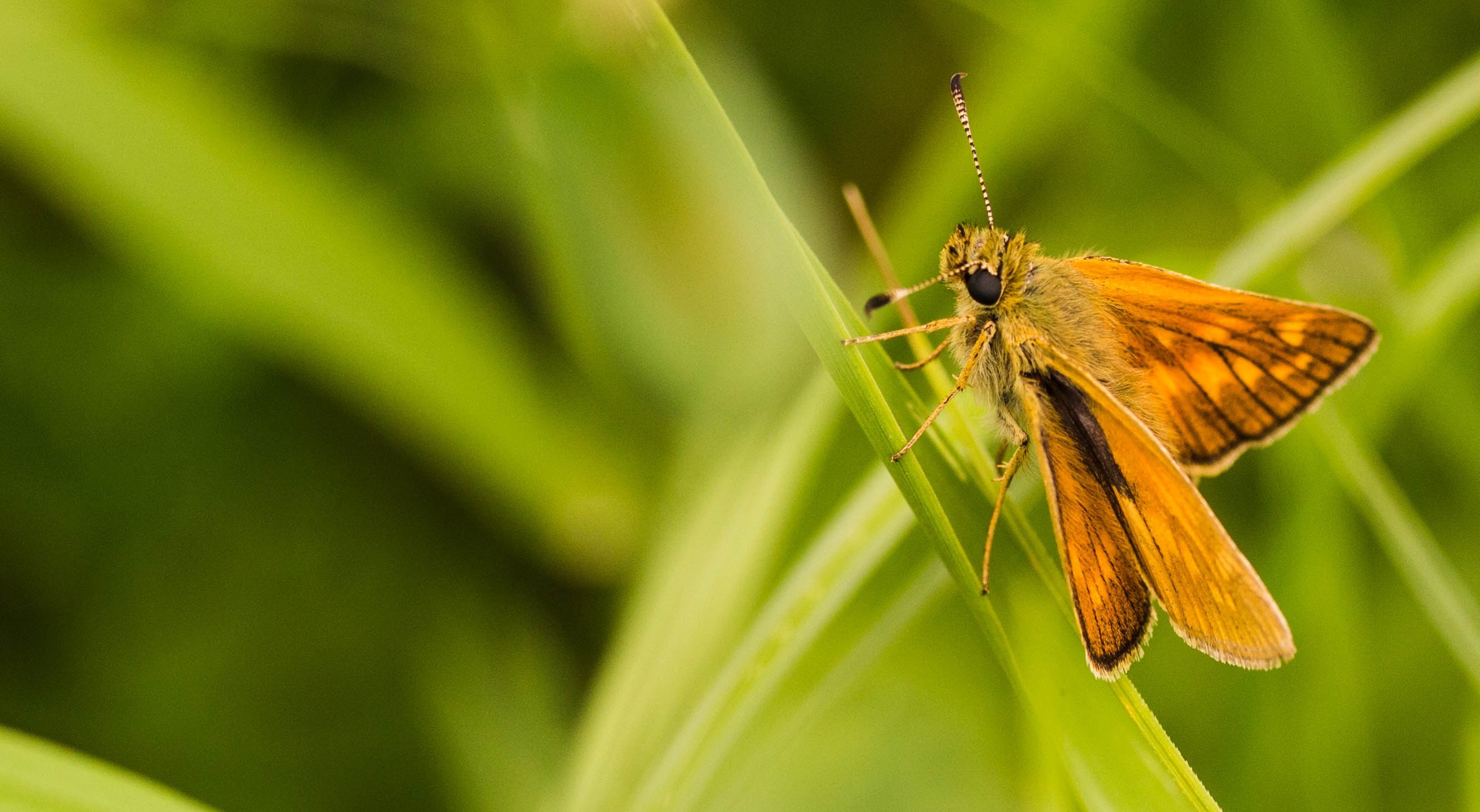 fuzzy moth lands on a blade of green grass, moth in the grass 4k, HD Wallpaper