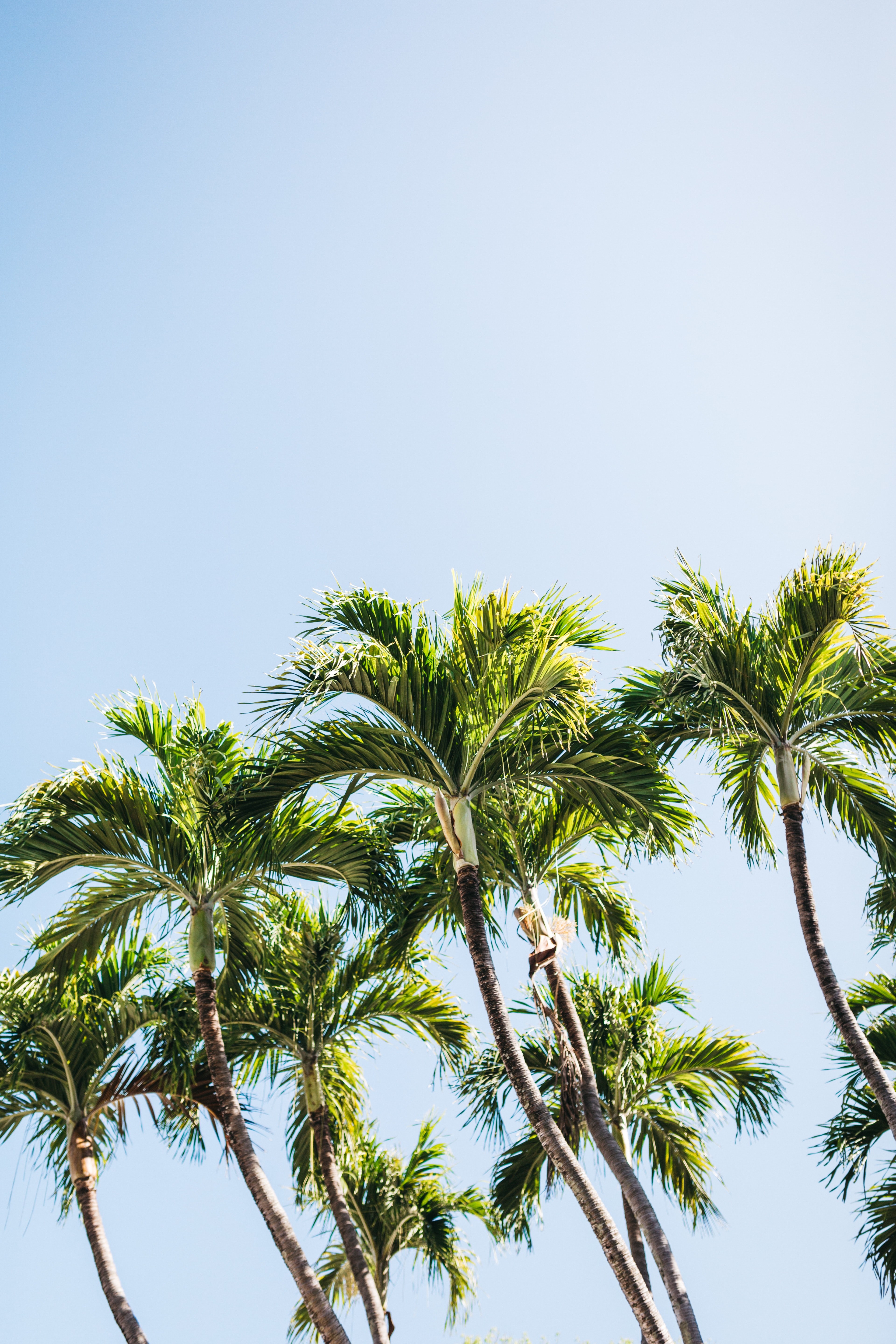 palm trees of key west_ 4k, Phone HD Wallpaper