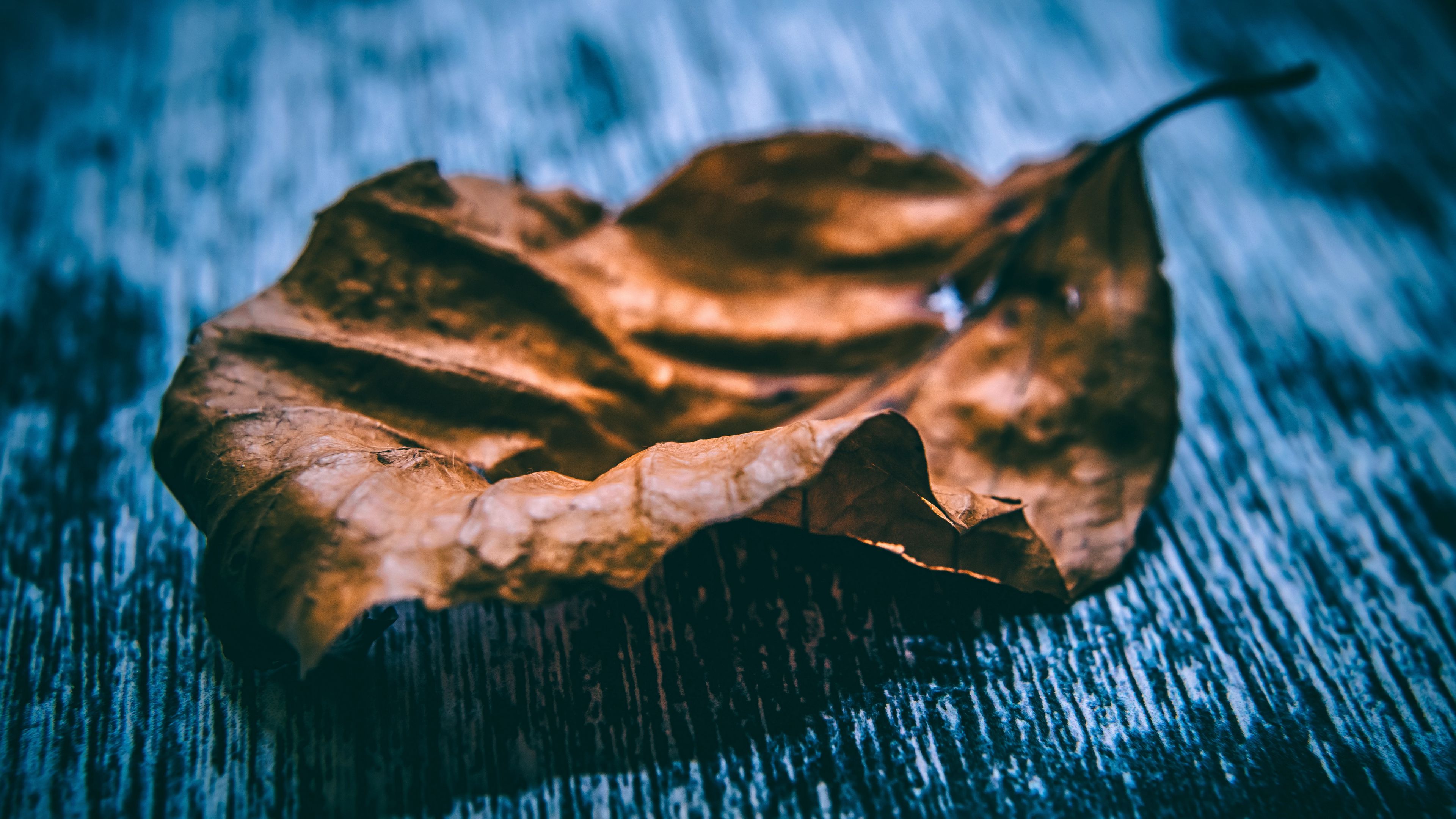 leaf, dry, close-up, 4k, HD Wallpaper