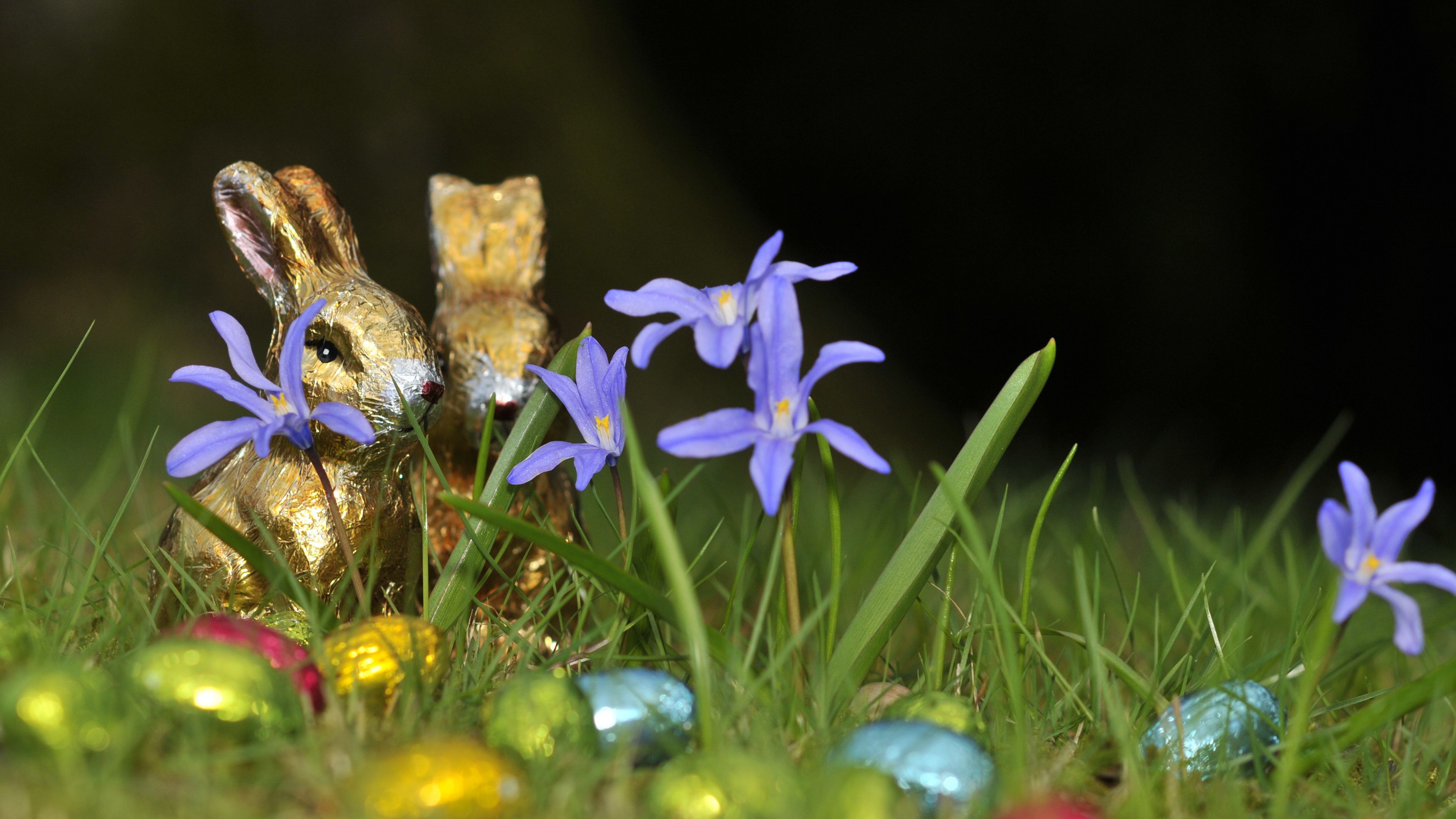 chocolate rabbits, easter, eggs, flowers, grass, 4k, HD Wallpaper