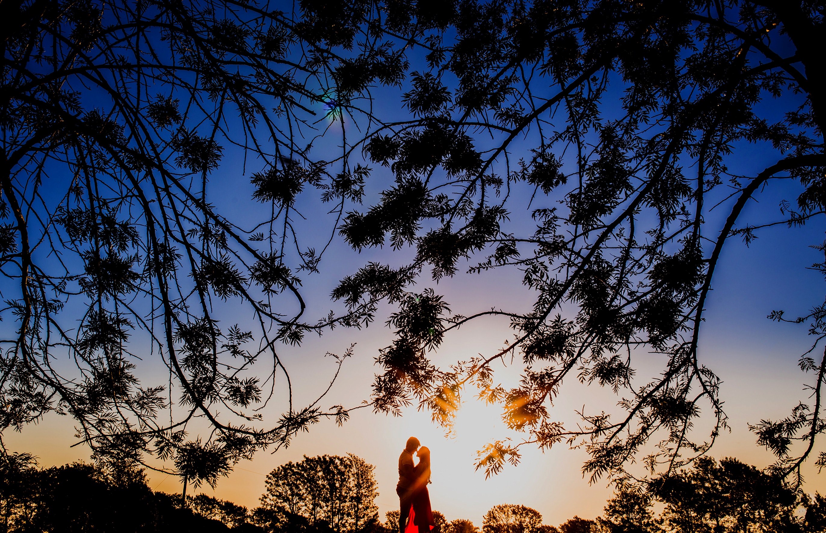silhouetted branches envelop a couple sharing an intimate moment at sunset, branches reaching down over us 4k, HD Wallpaper