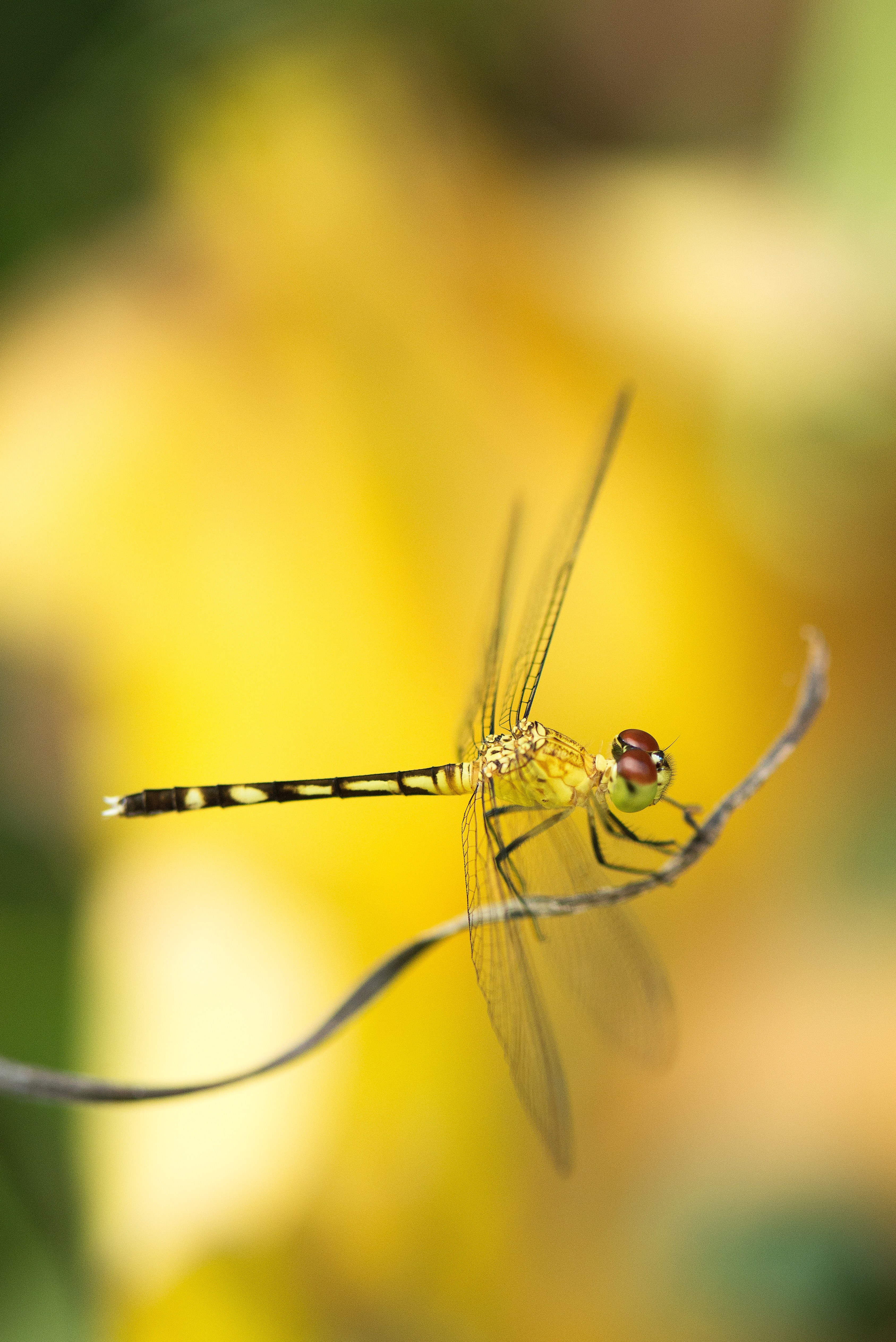 dragonfly insect bug and wildlife hd, 4k, Phone HD Wallpaper