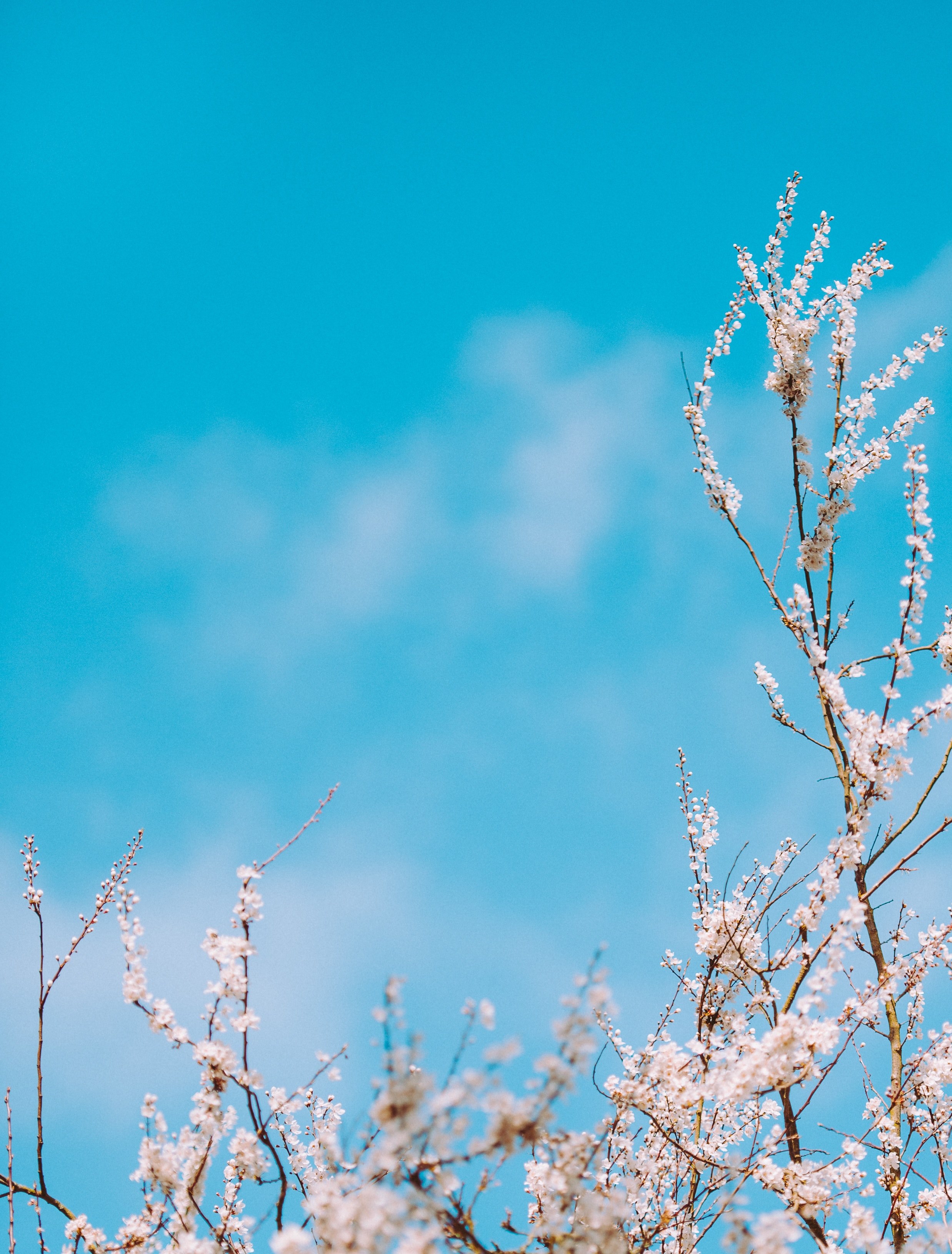 branches with white blossom with blue sky background in spring, spring 4k, Phone HD Wallpaper