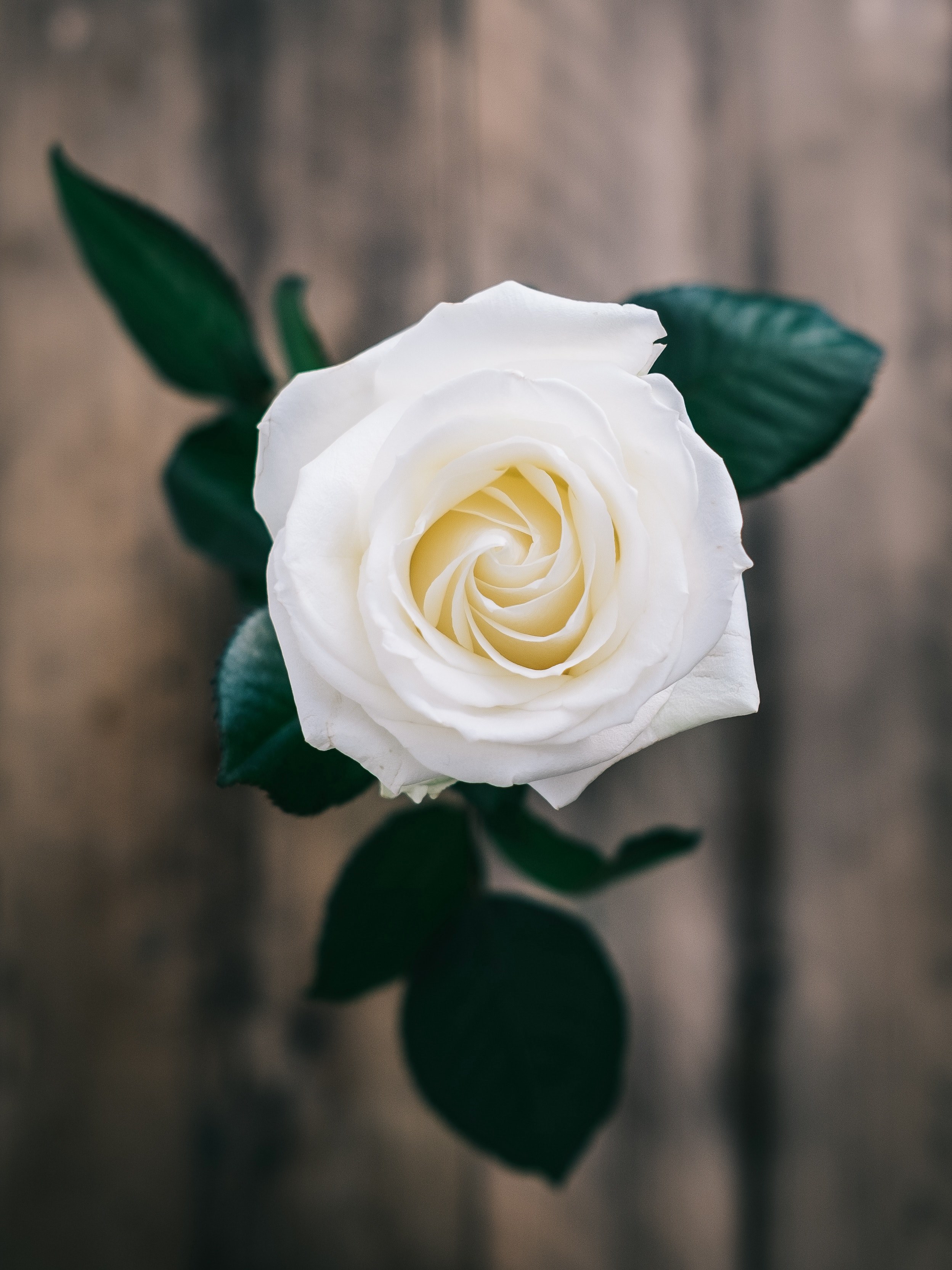 flower rose blossom and flower bloom hd, 4k, Phone HD Wallpaper