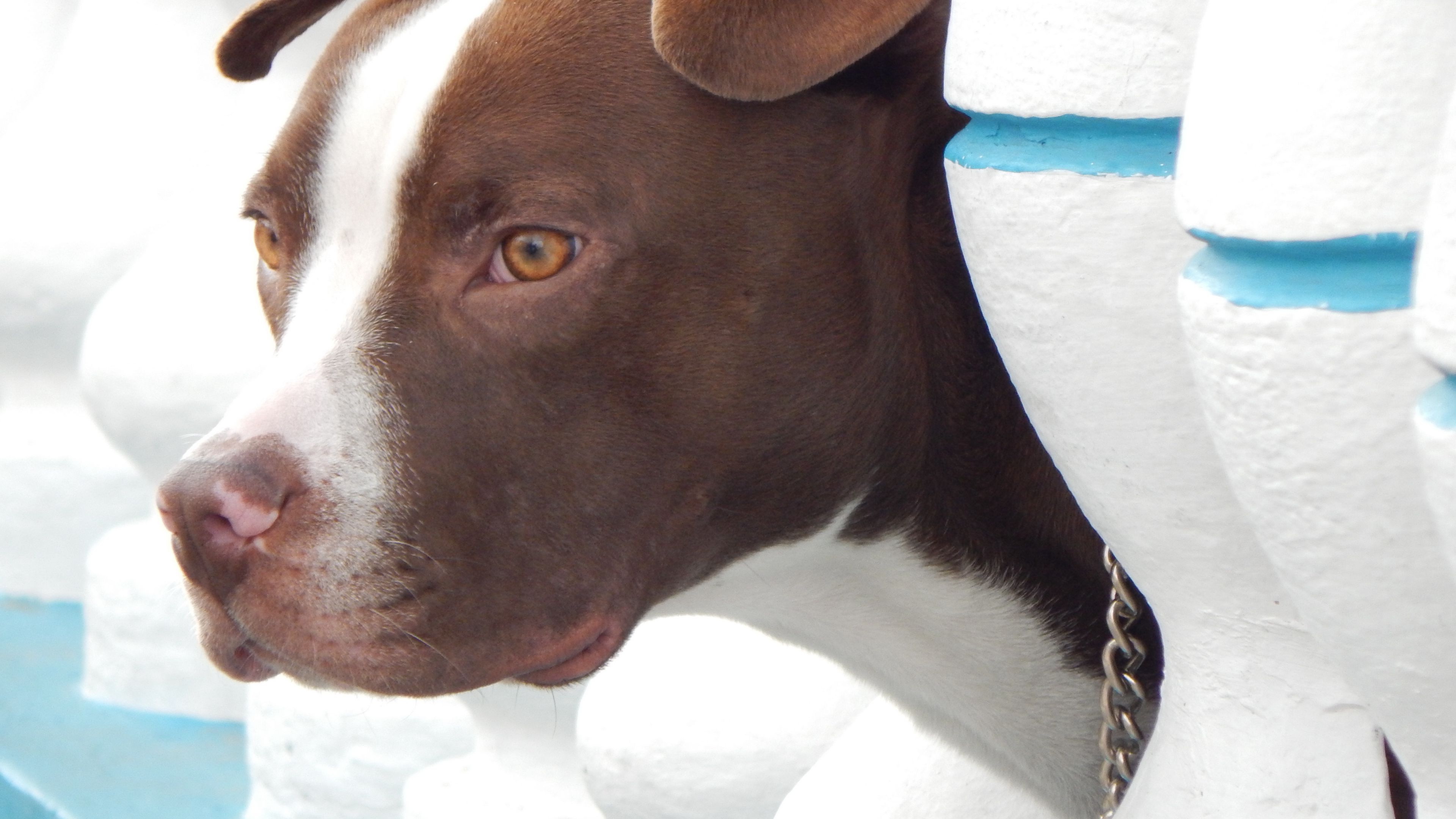 dog, muzzle, look out, 4k, HD Wallpaper
